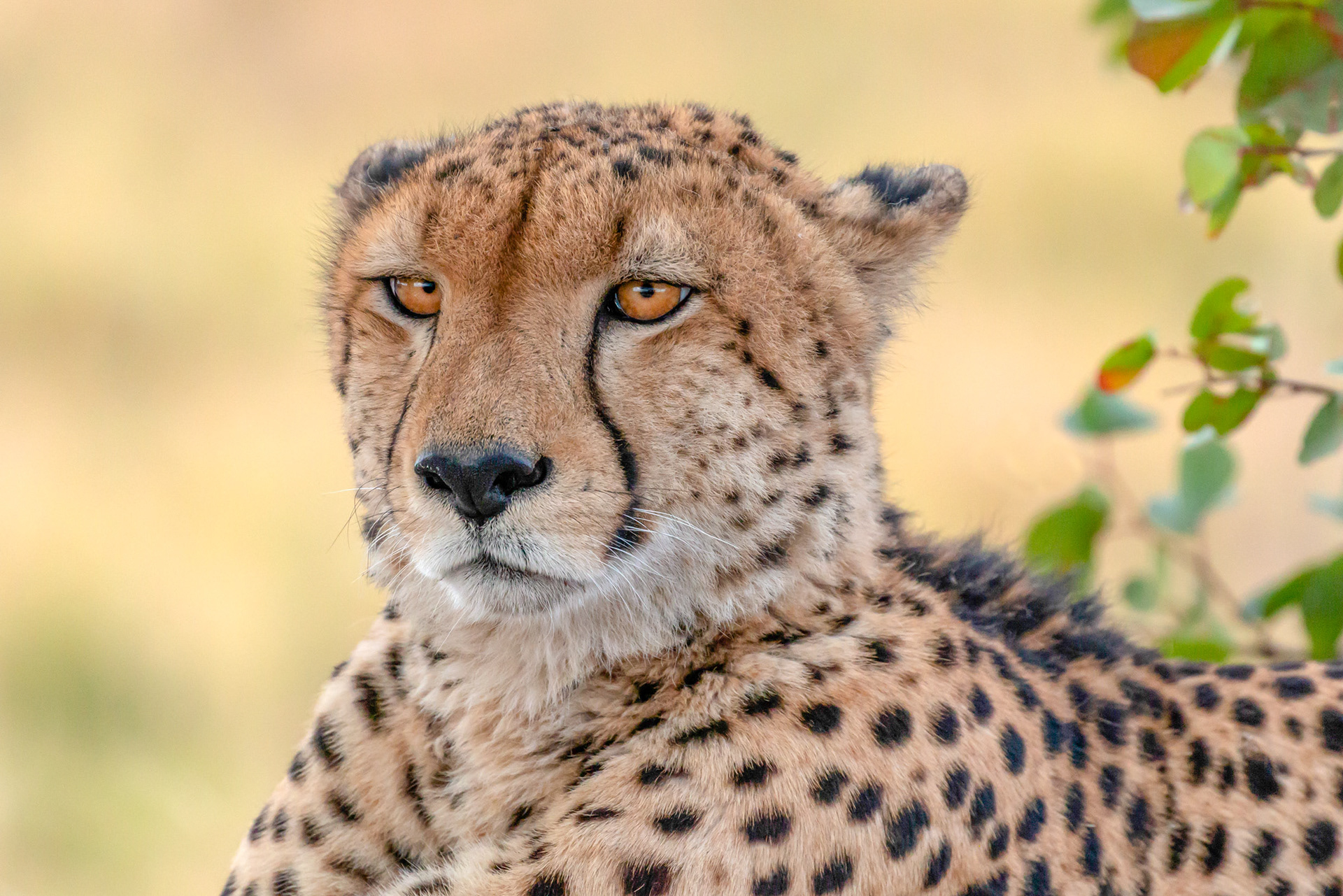 Cheetah