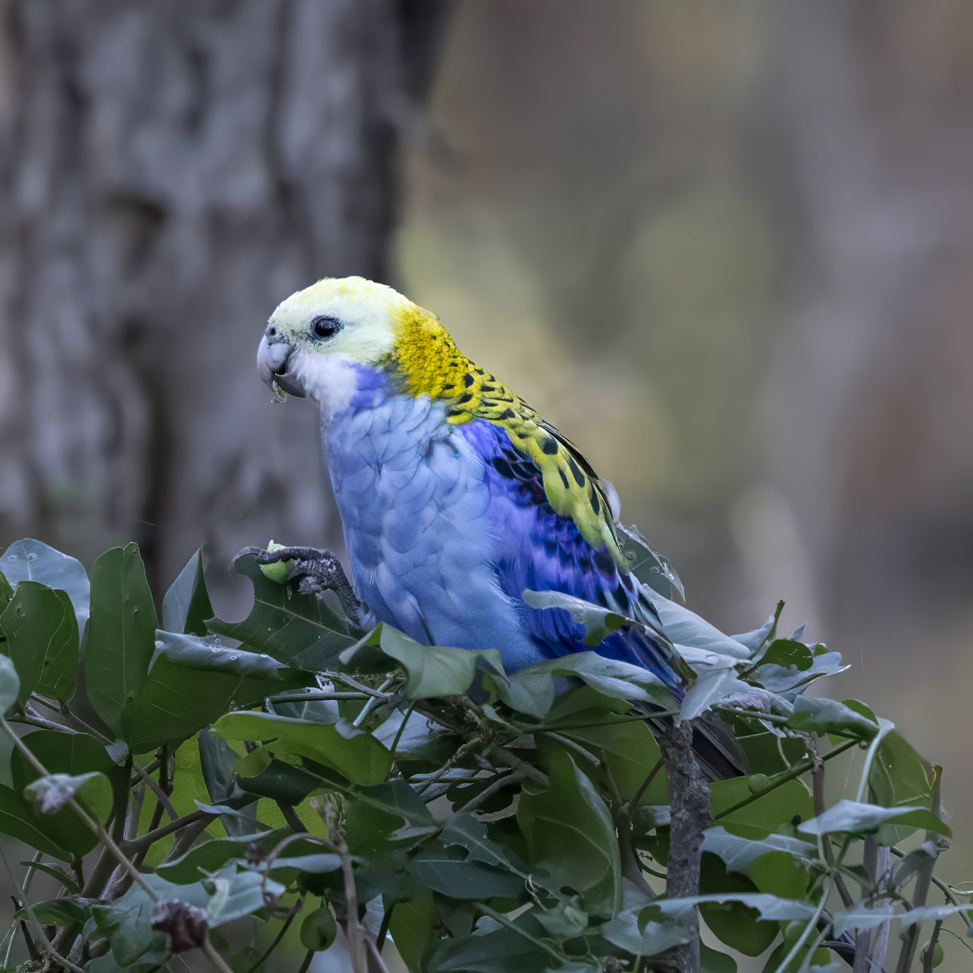 Pale-headed Rosella