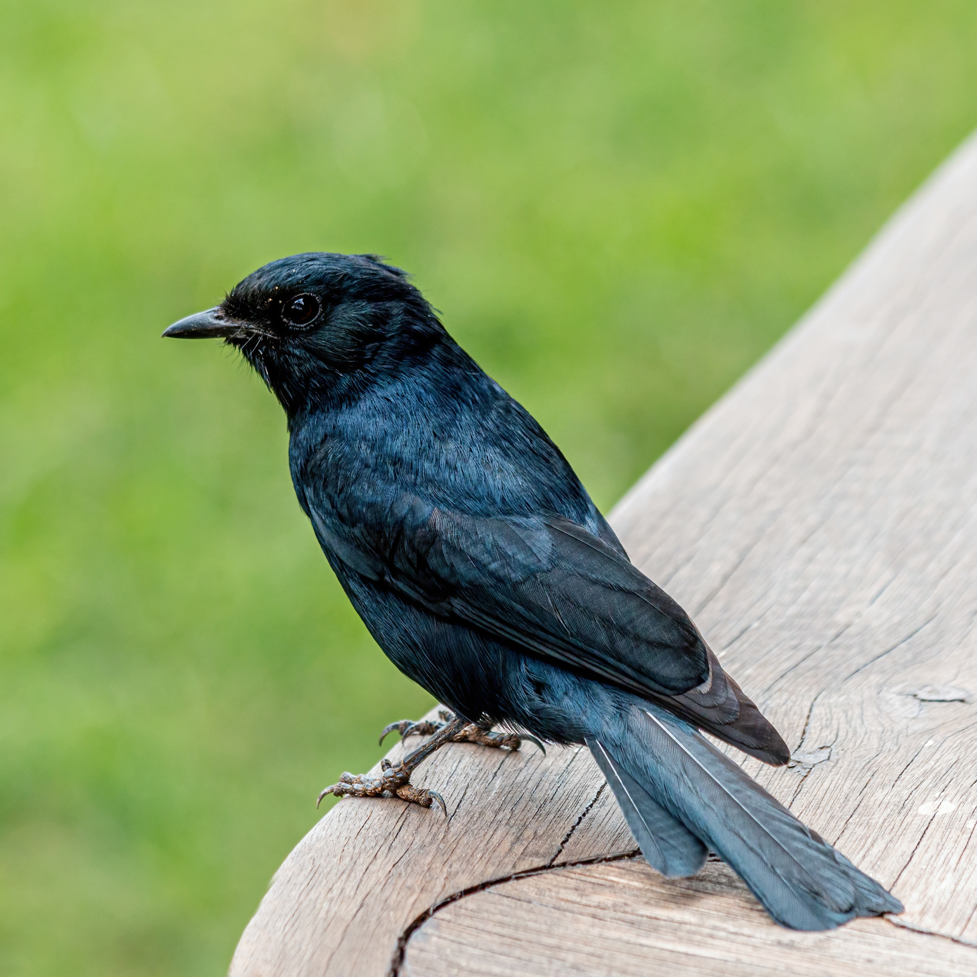 Southern Black Flycatcher 