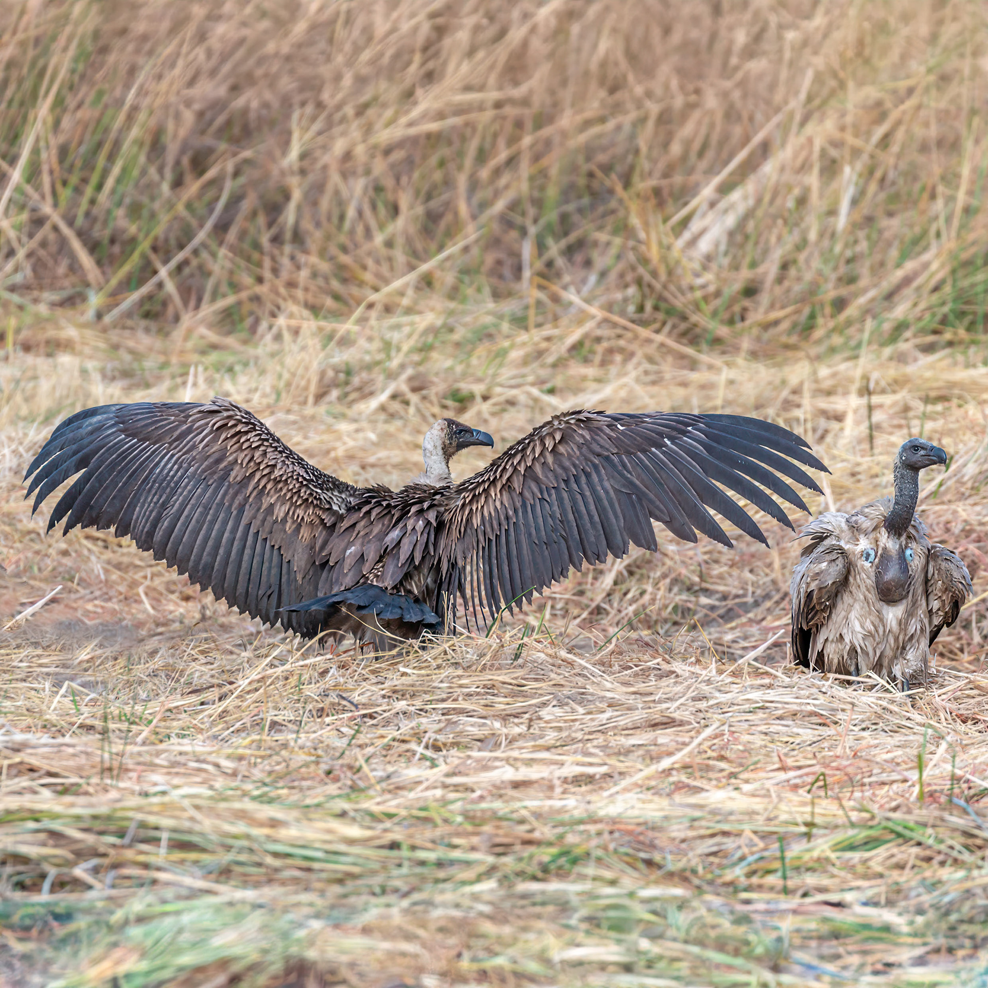 White-backed Vulture