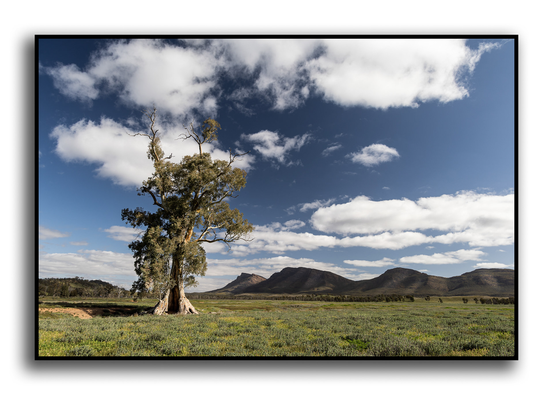 Cazneaux Tree, Flinders Ranges