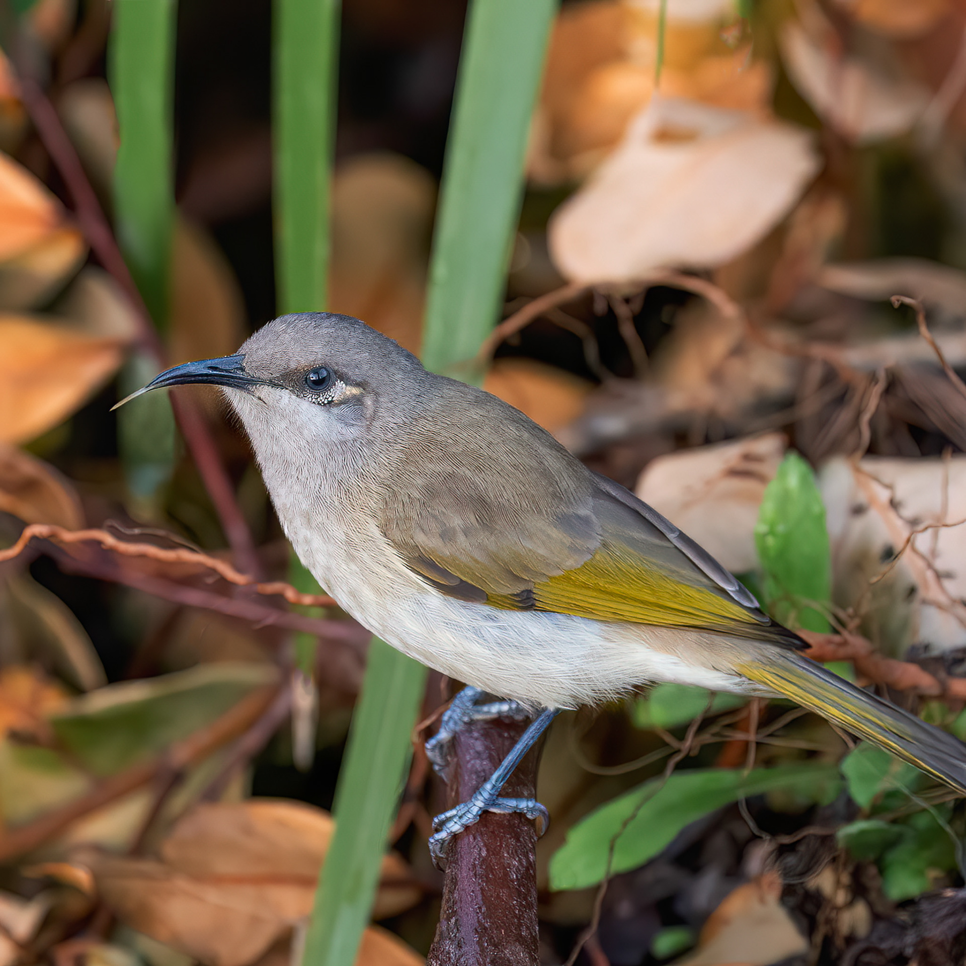 Brown Honeyeater