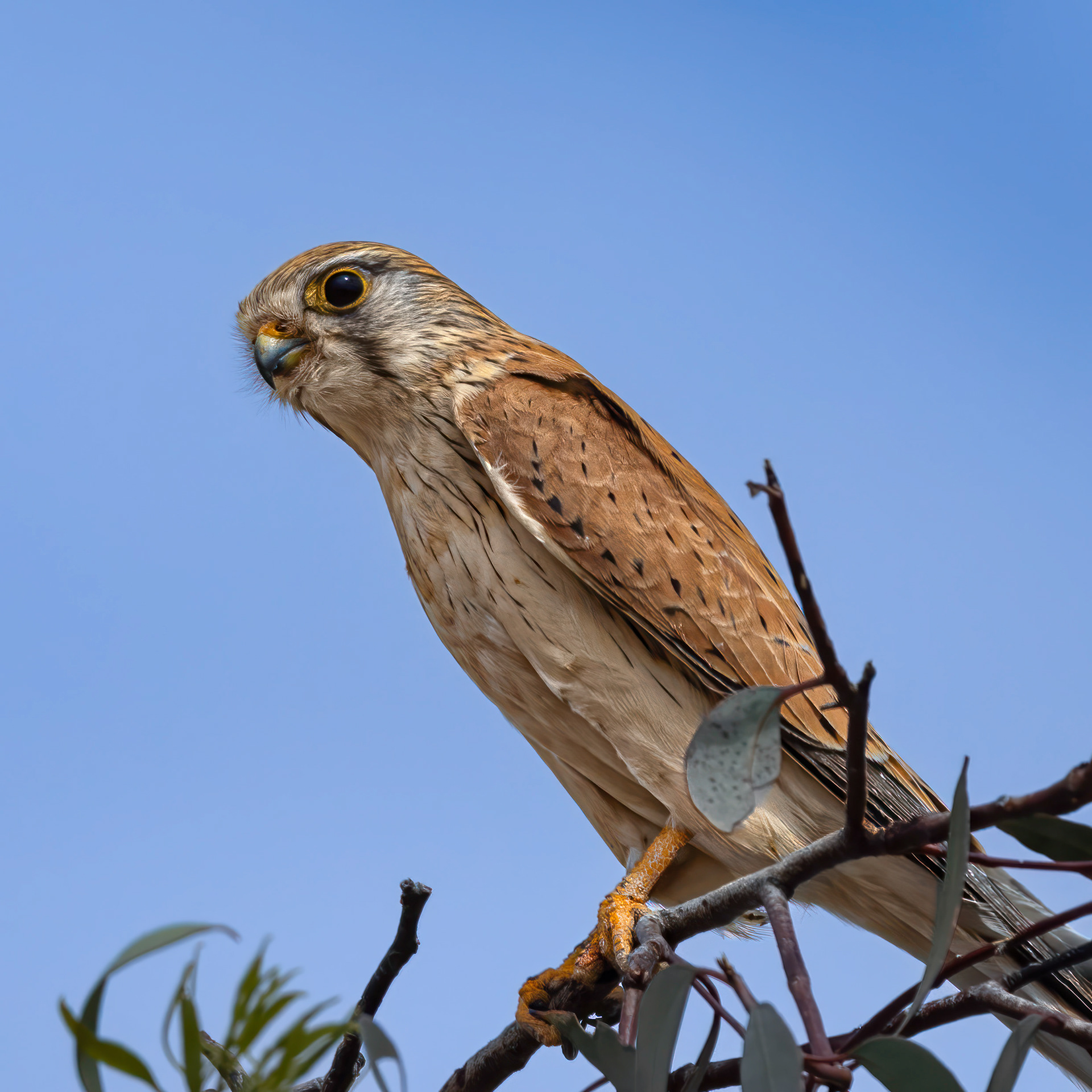 Nankeen Kestrel