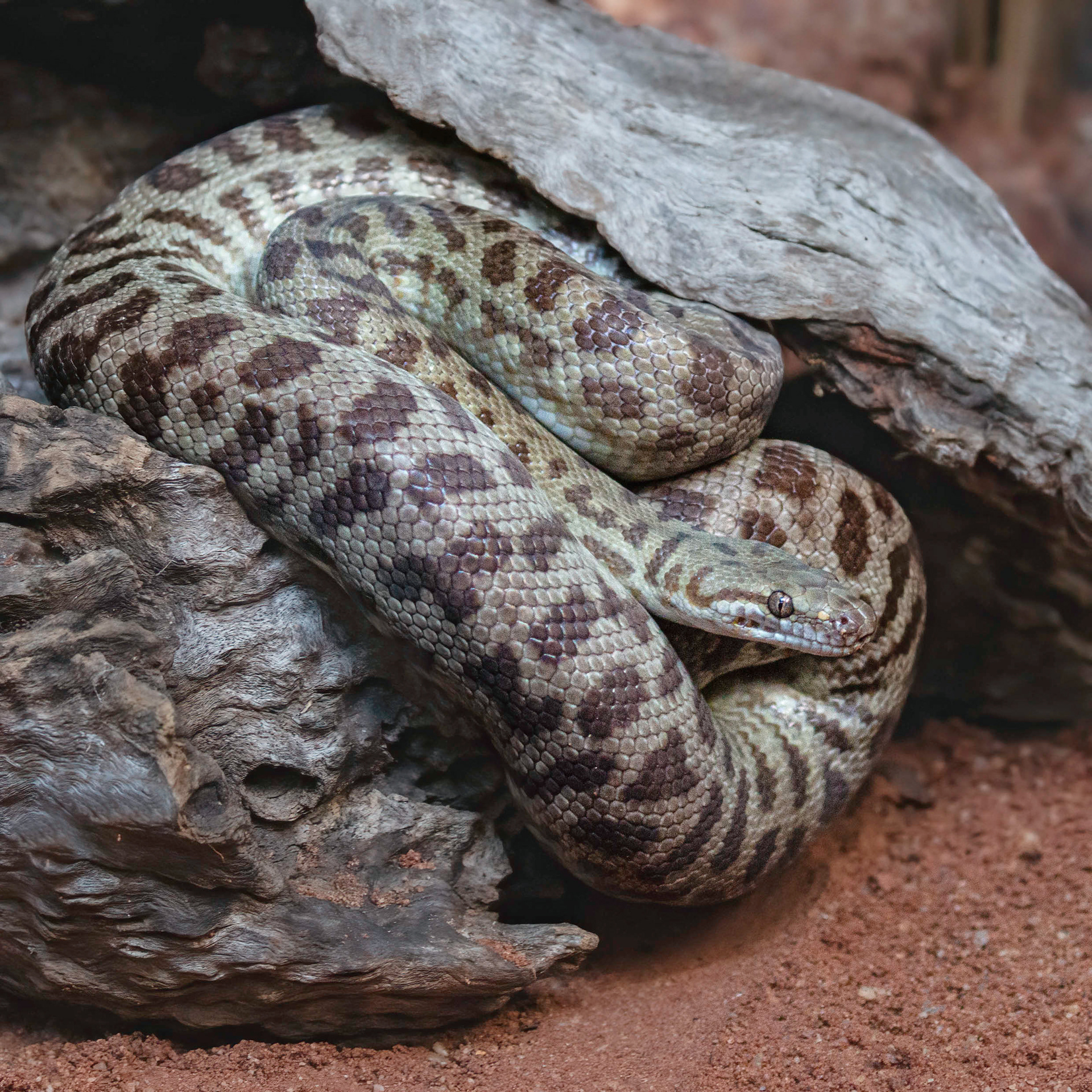 Stimson's Python