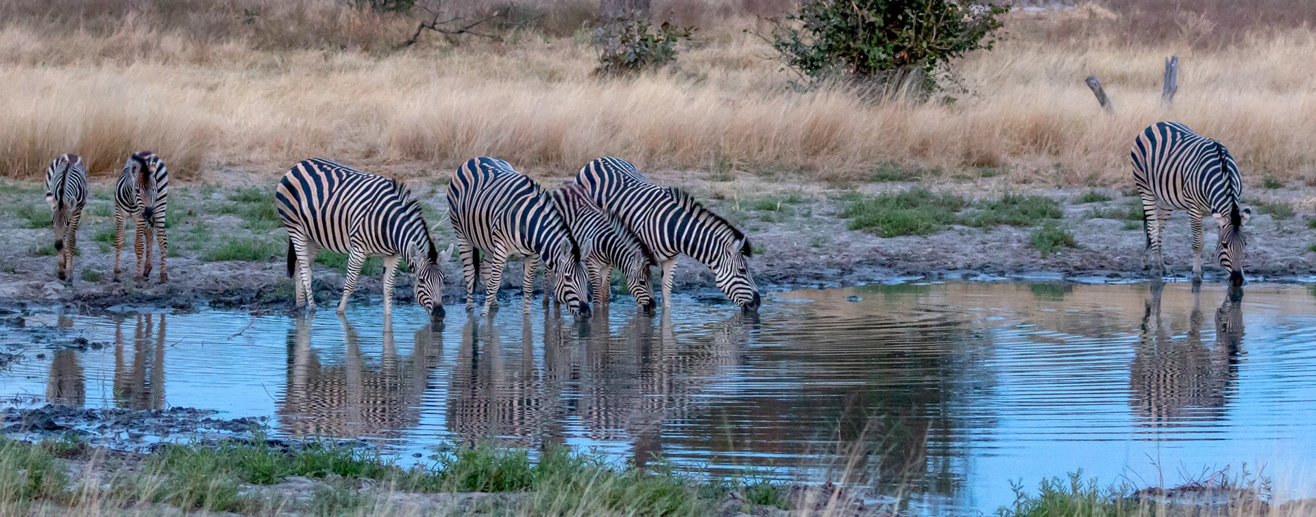 Zebra at the waterhole