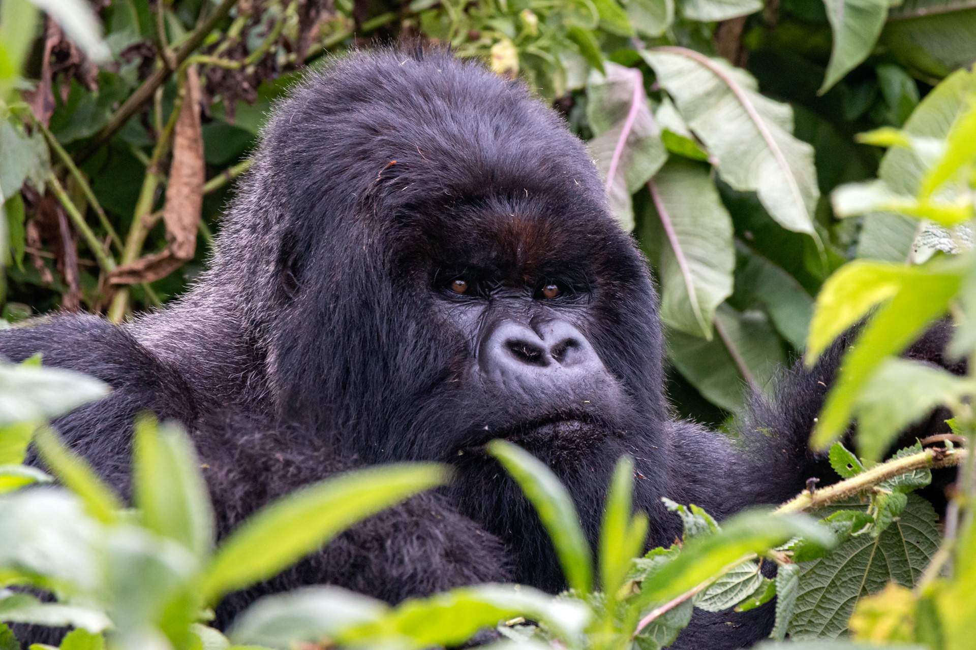 Silverback Mountain Gorilla