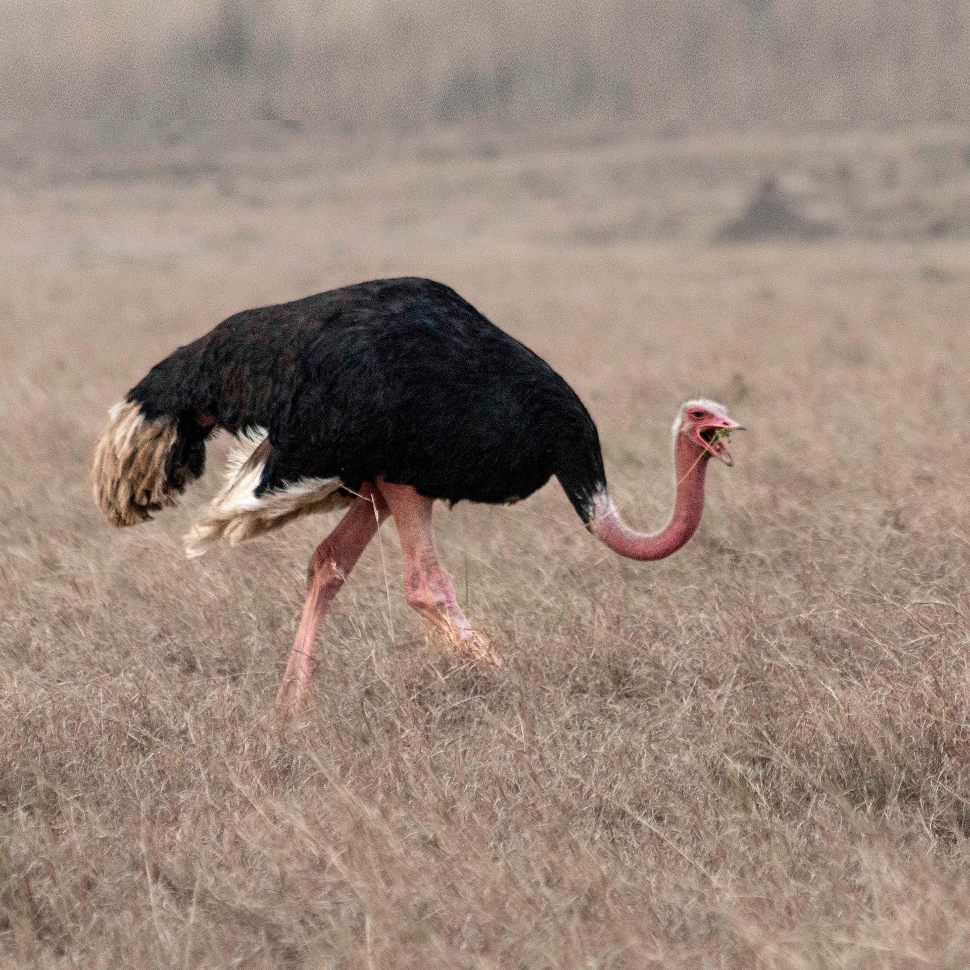 Ostrich - male