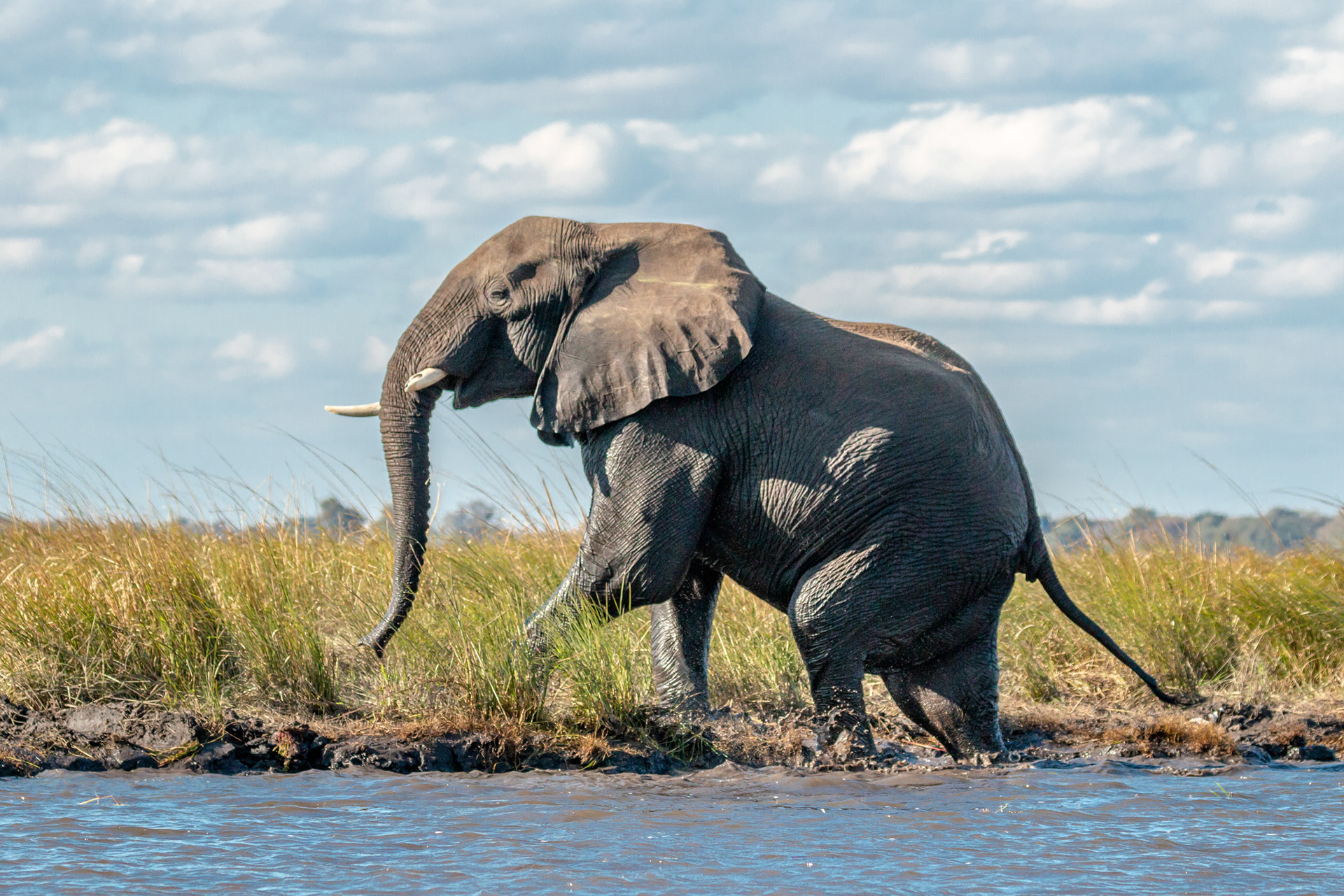 Elephant