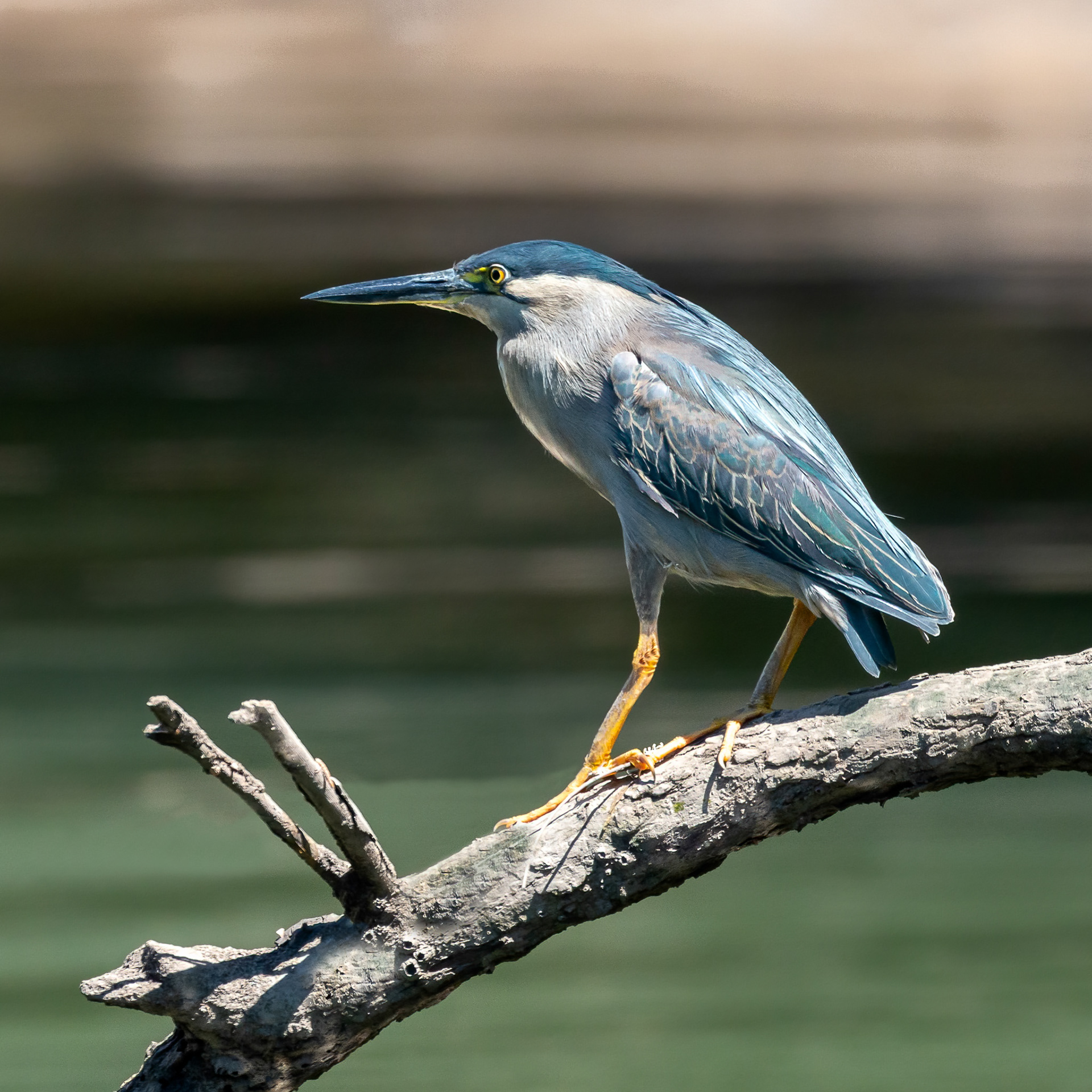 Straited Heron