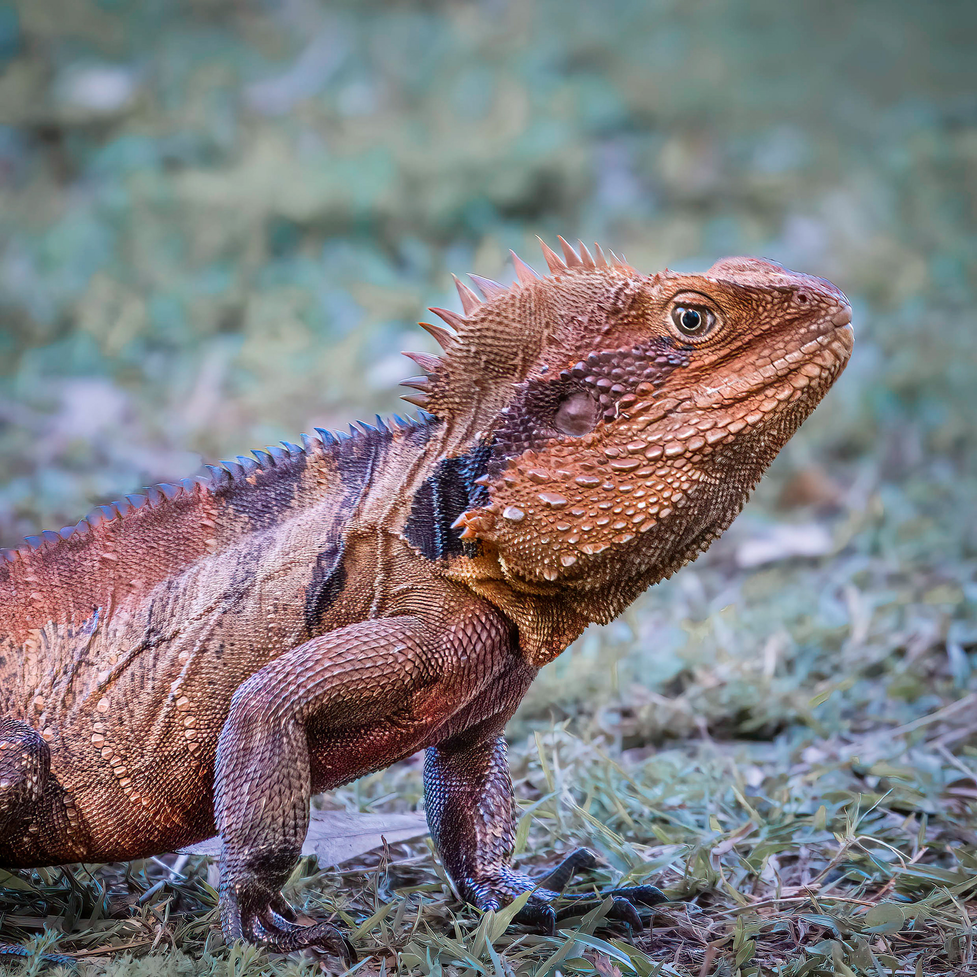 Water Dragon