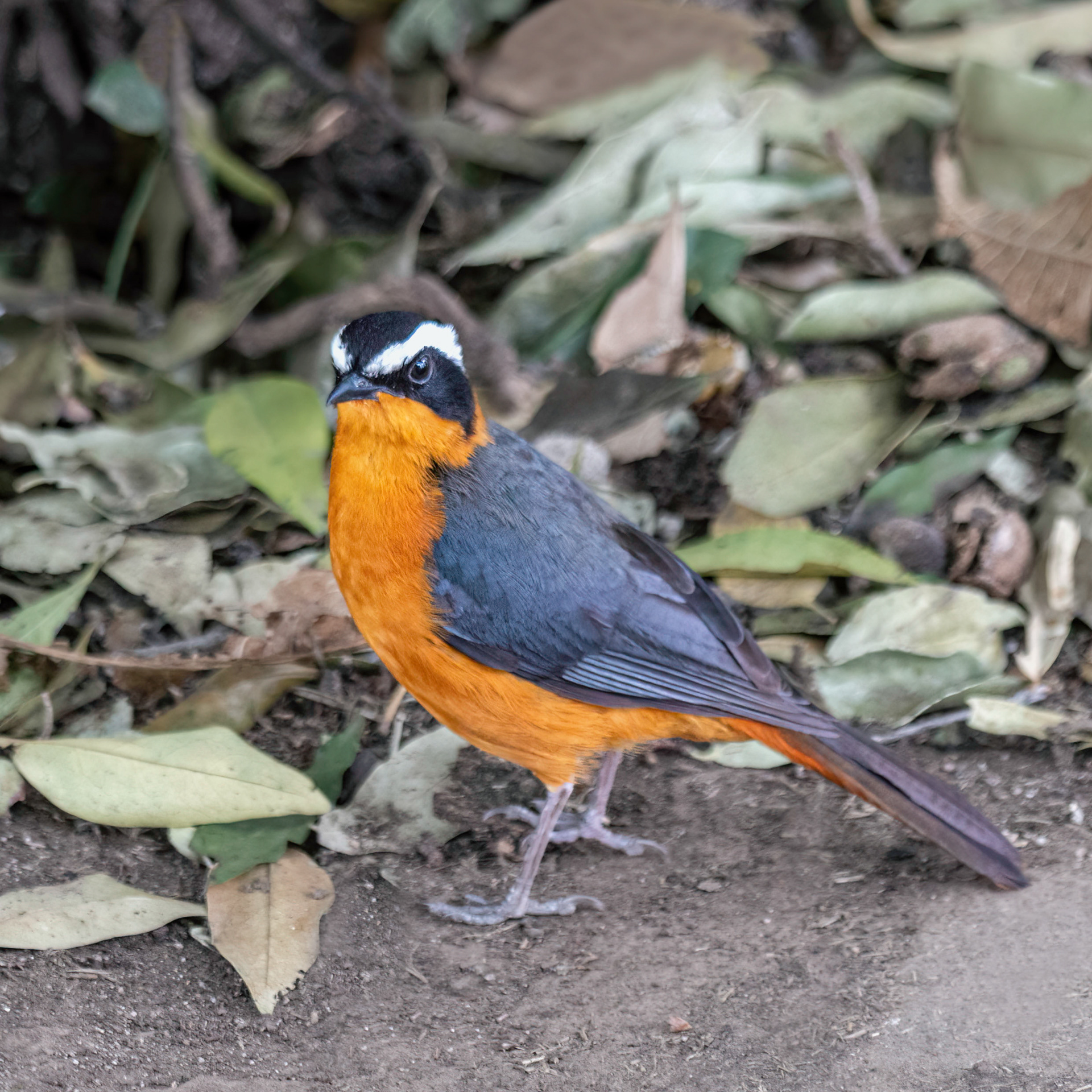 White-browed Robin-chat 