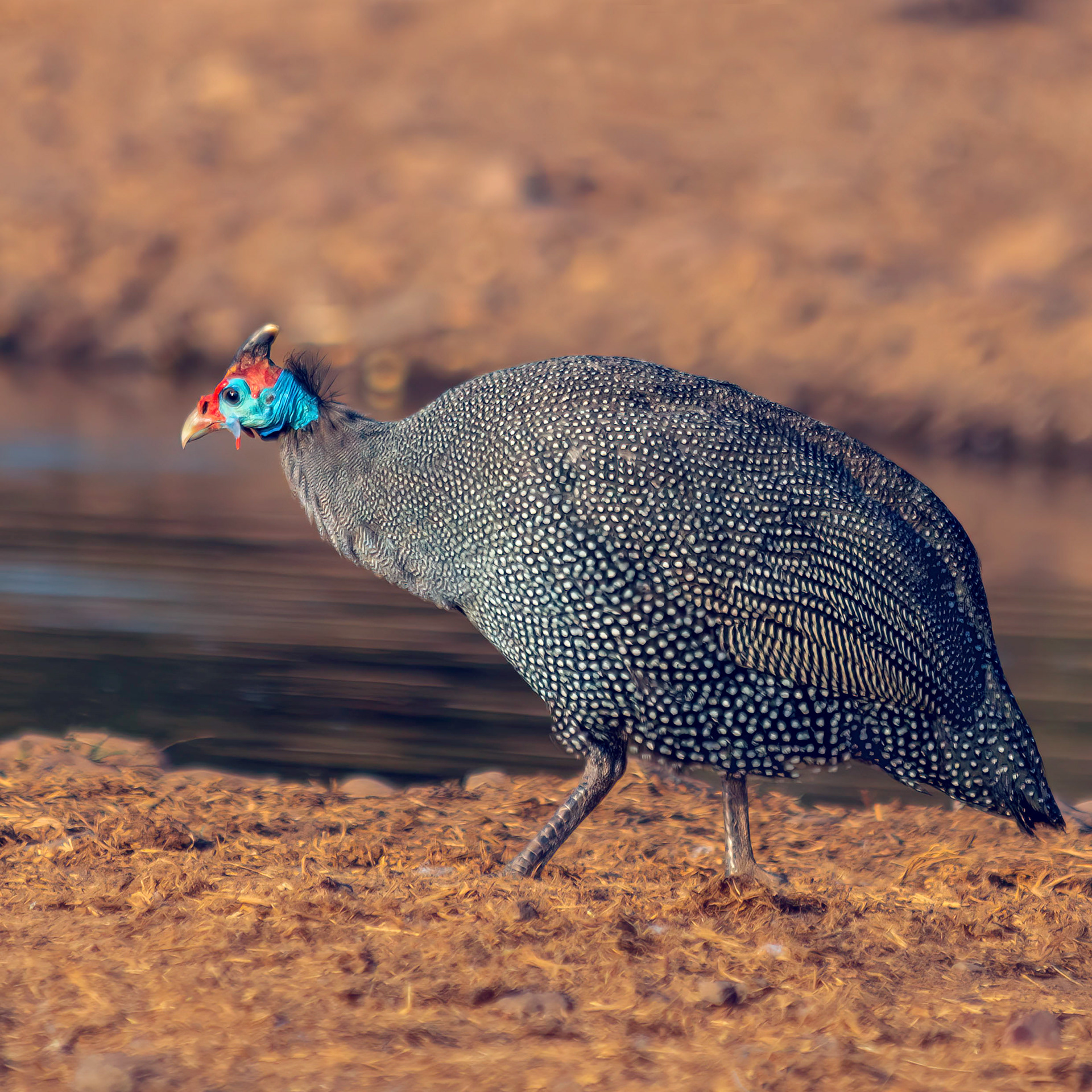 Helmeted Guineafowl