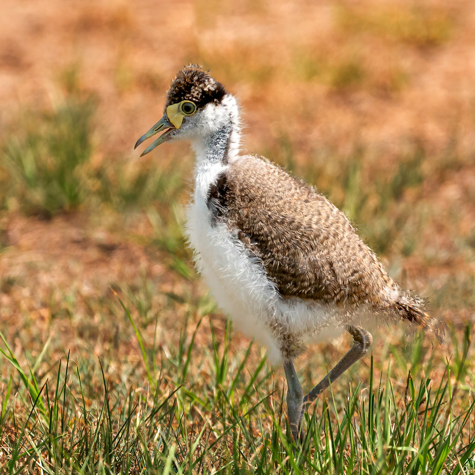 Masked Lapwing - Juv