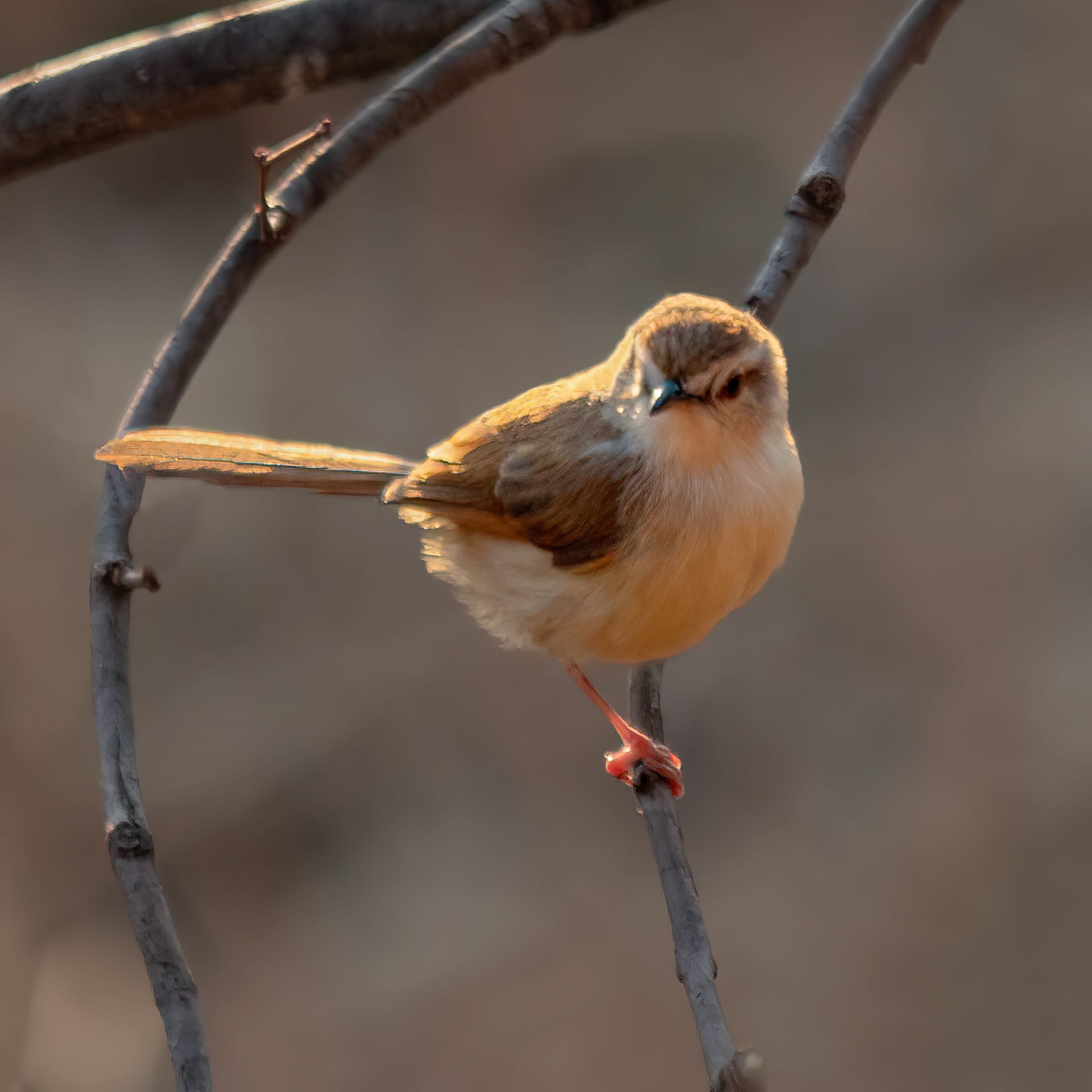 Tawny-flanked Prinia