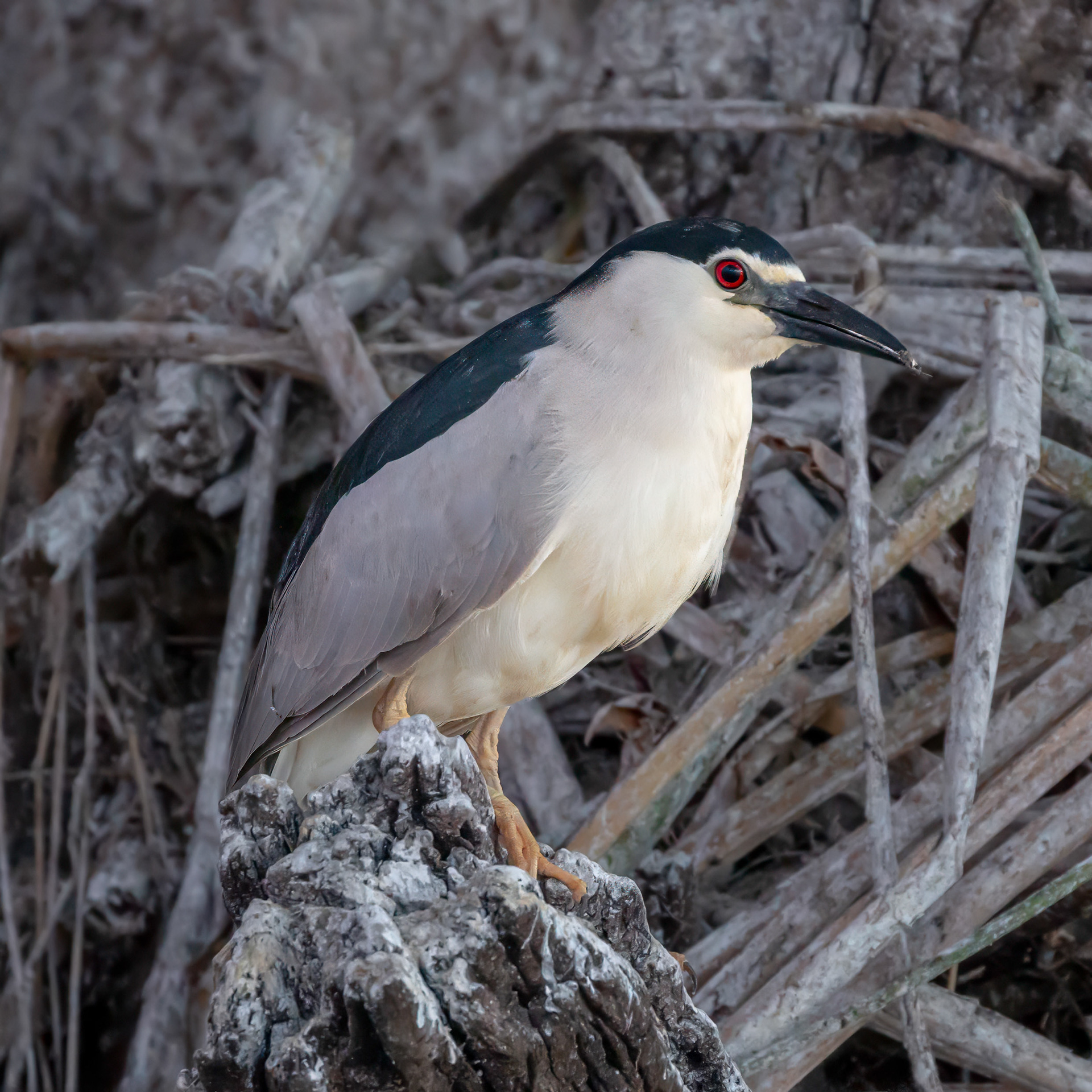 Black-crowned Night Heron
