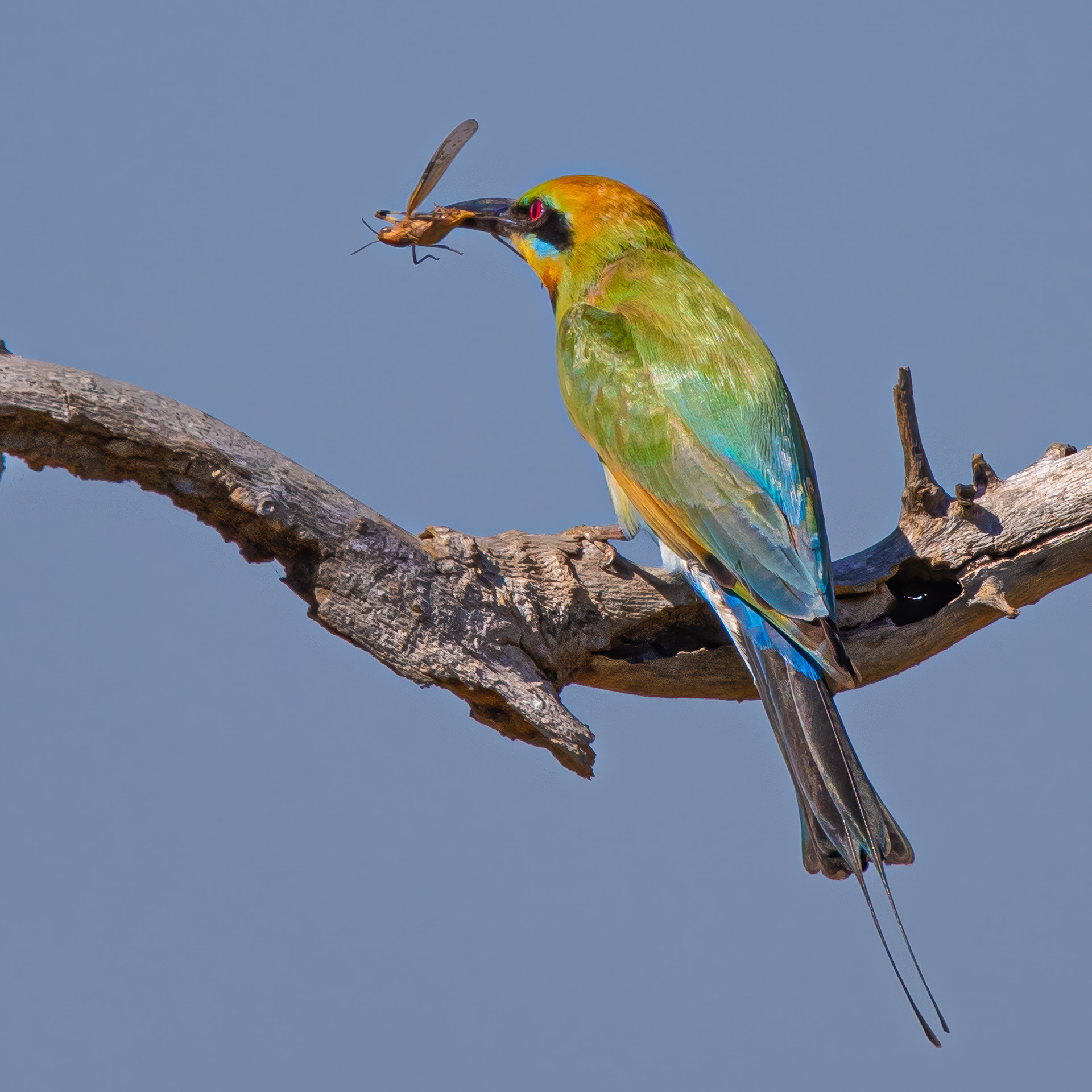 Rainbow Bee-eater