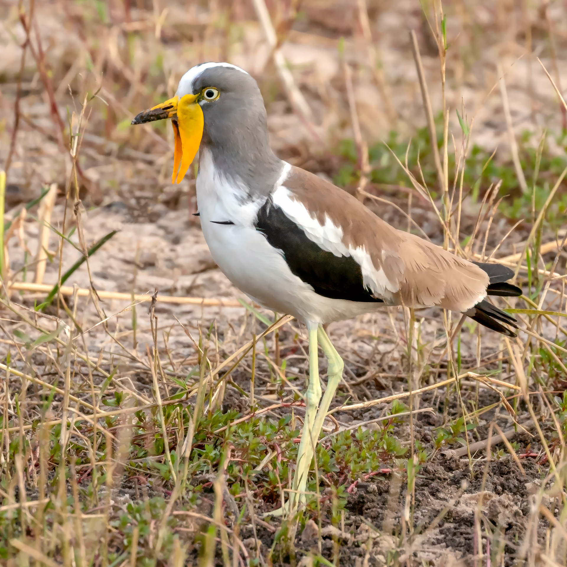 White Crowned Lapwing 