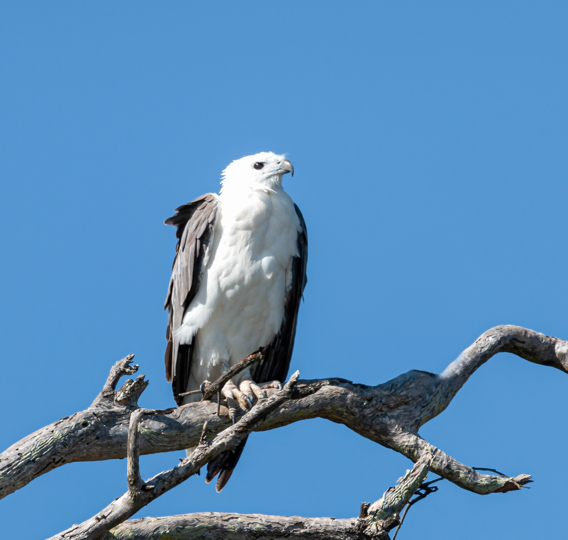 White-bellied Sea-Eagle