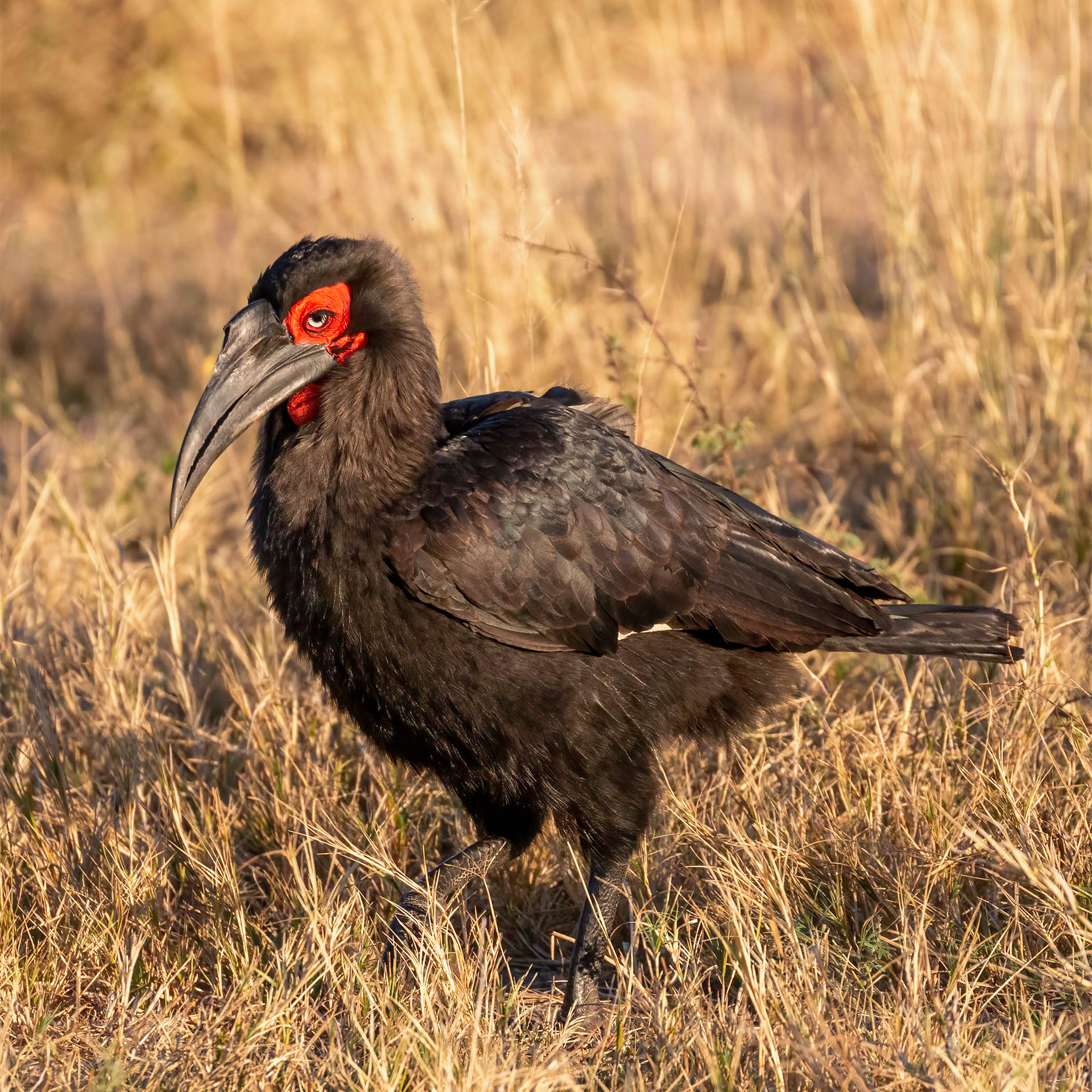 Ground Hornbill 