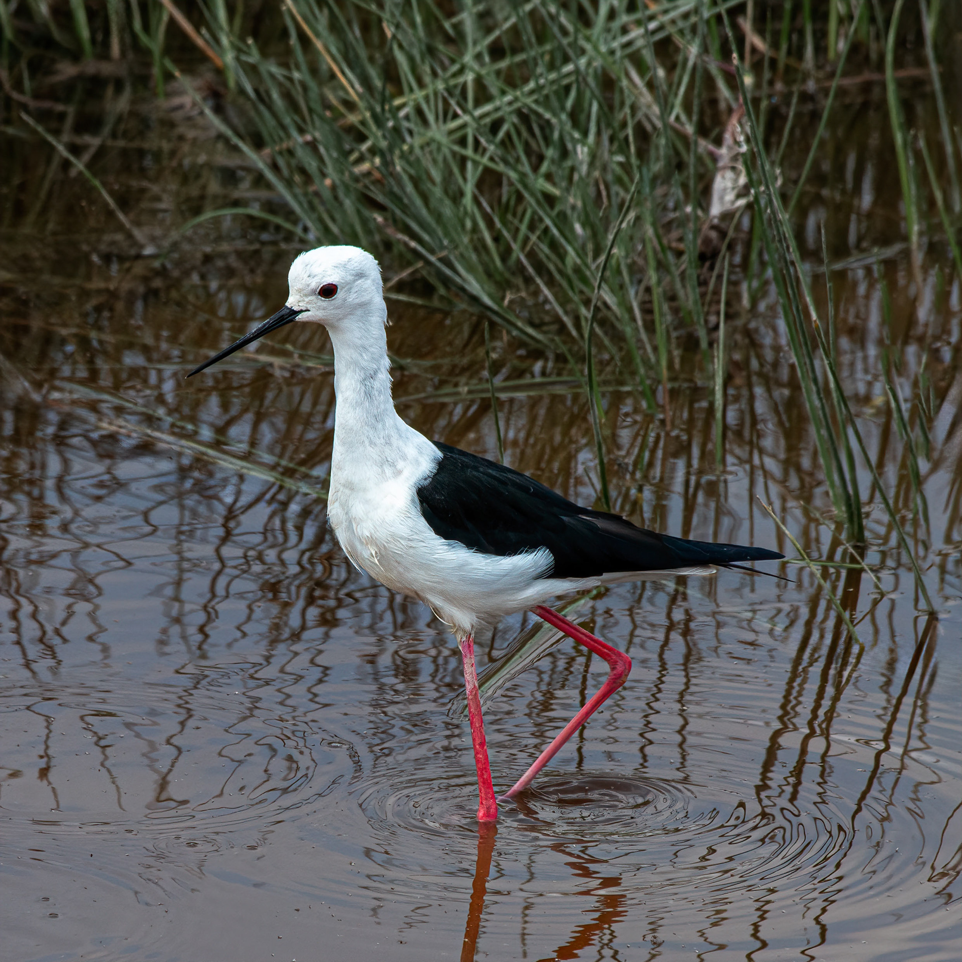 Pied Stilt
