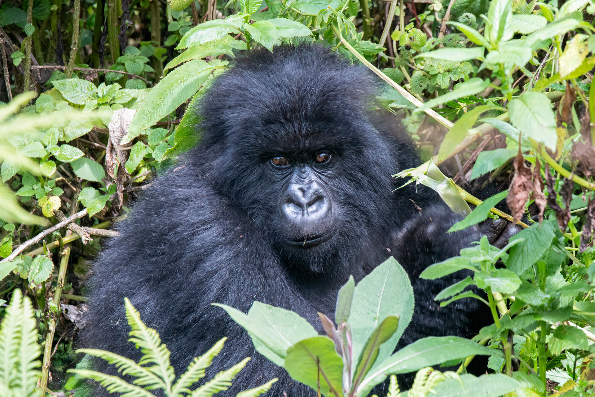 Juvenile Silverback Mountain Gorilla