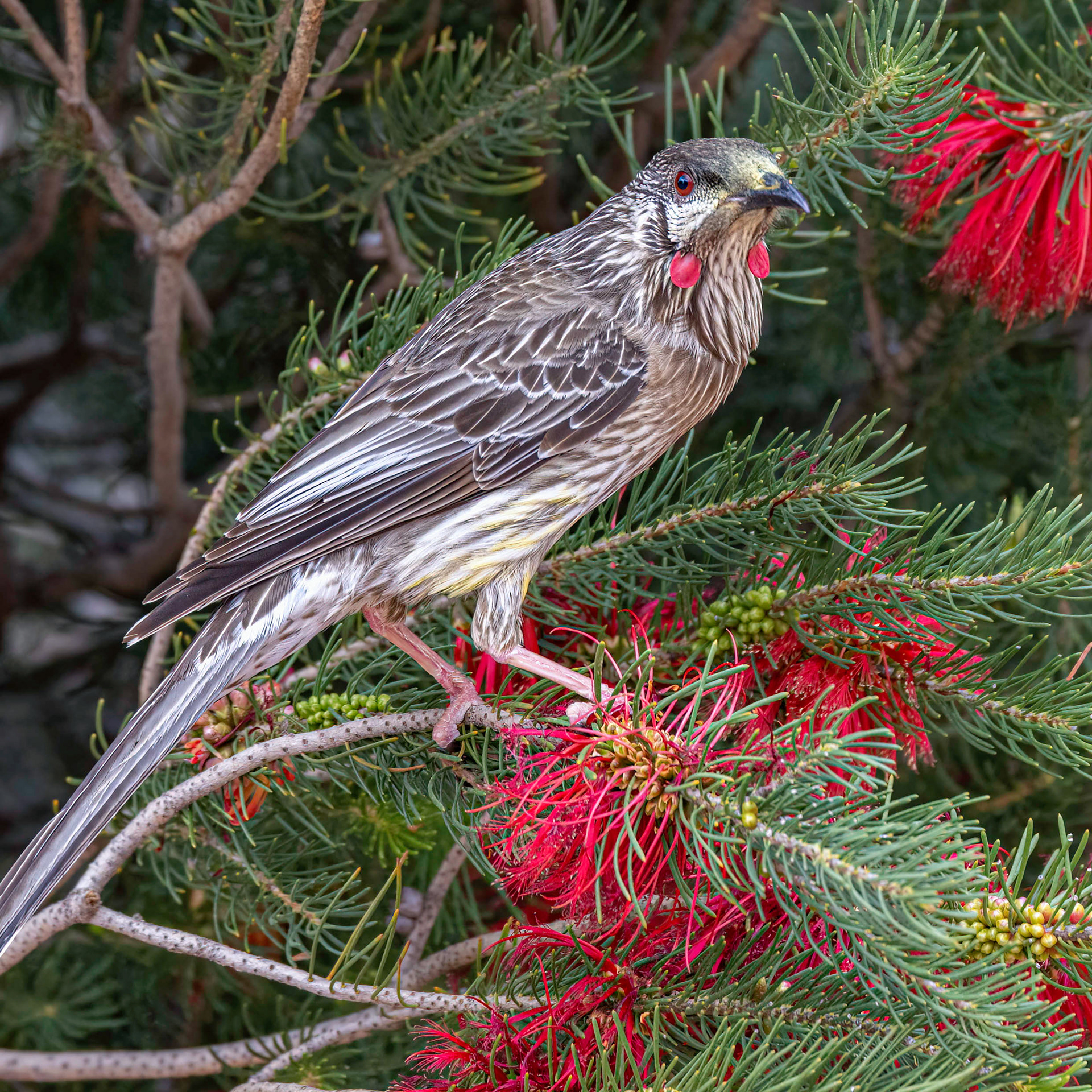 Red Wattlebird