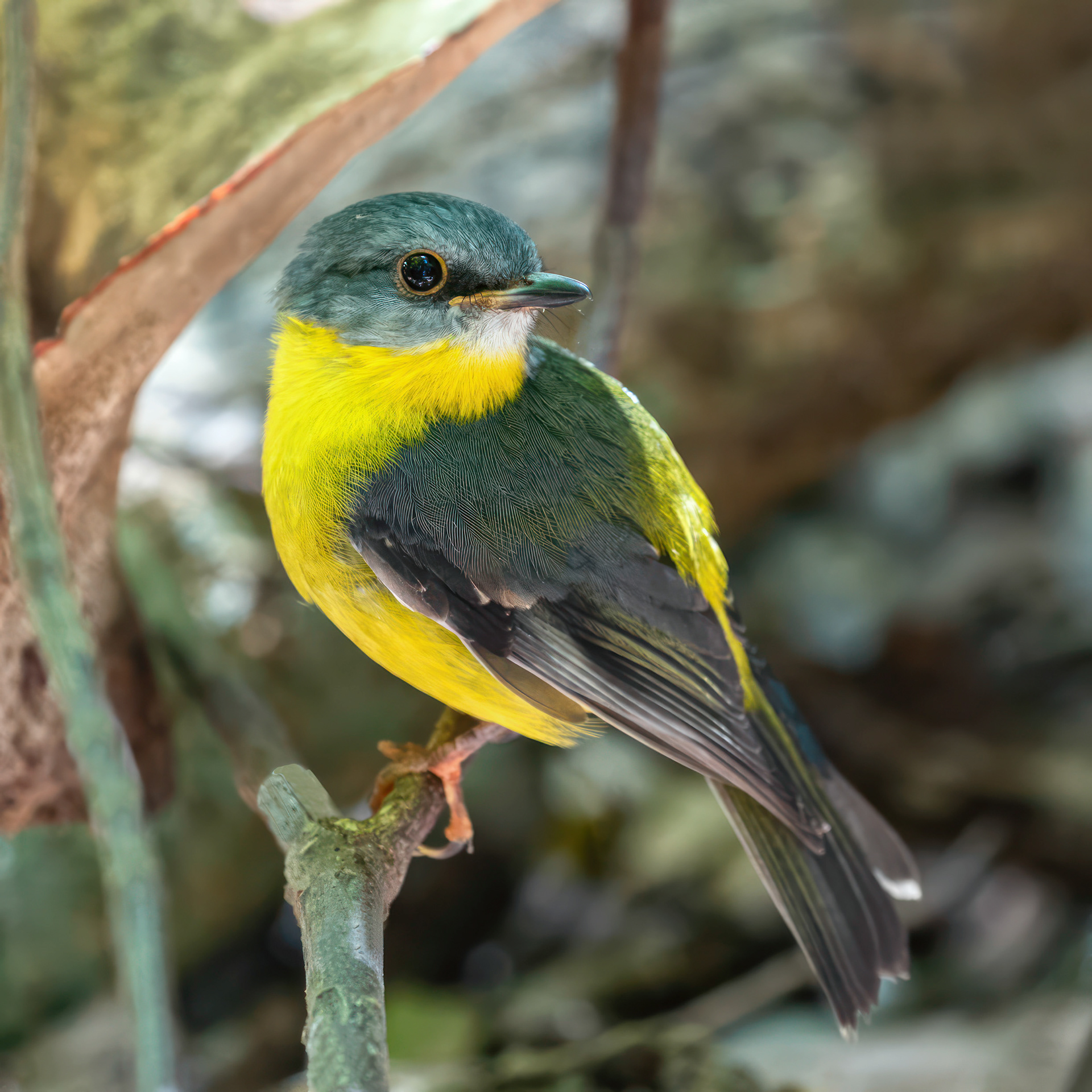 Eastern Yellow Robin
