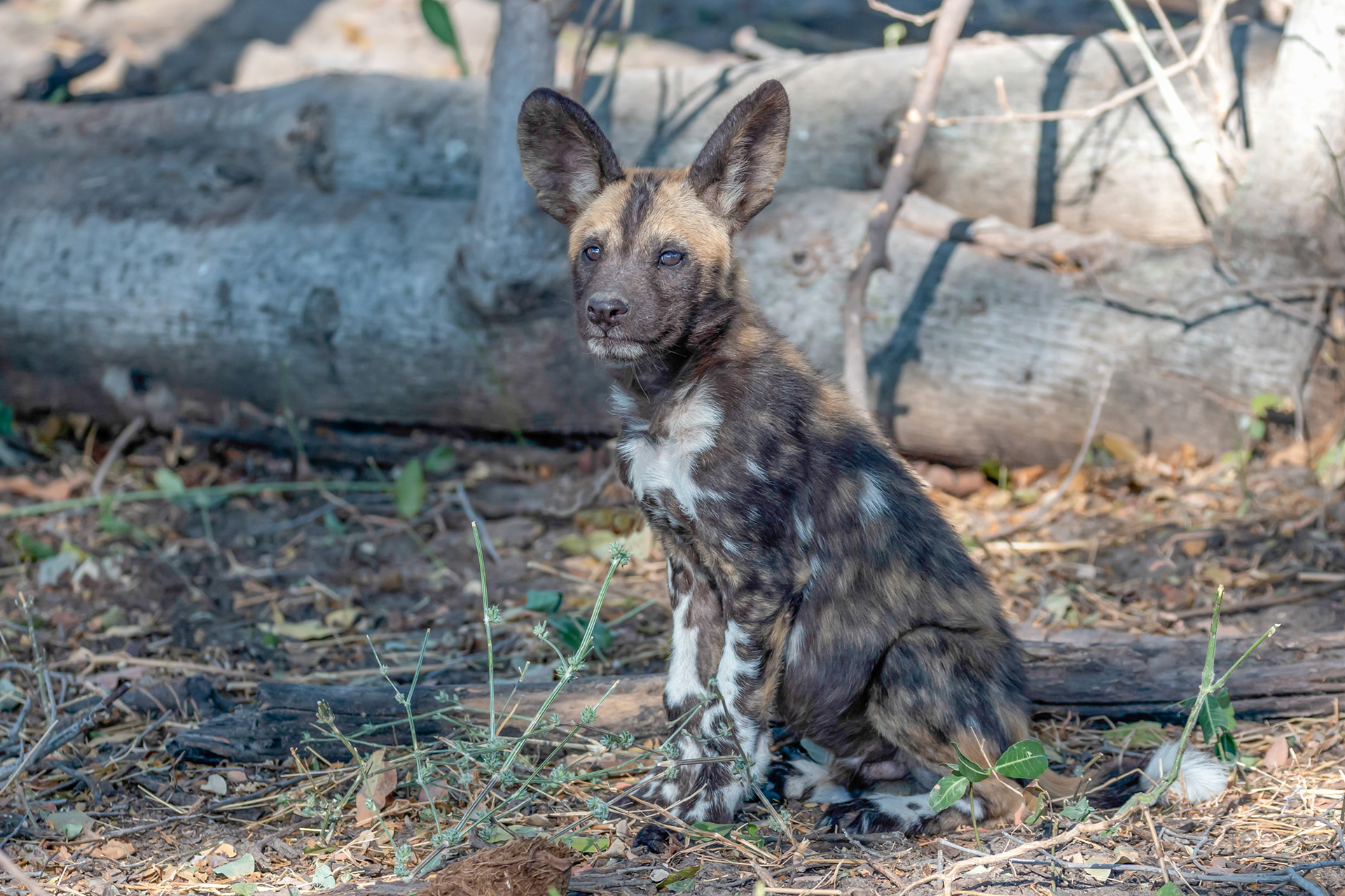 African Wild (Painted) Dog pup
