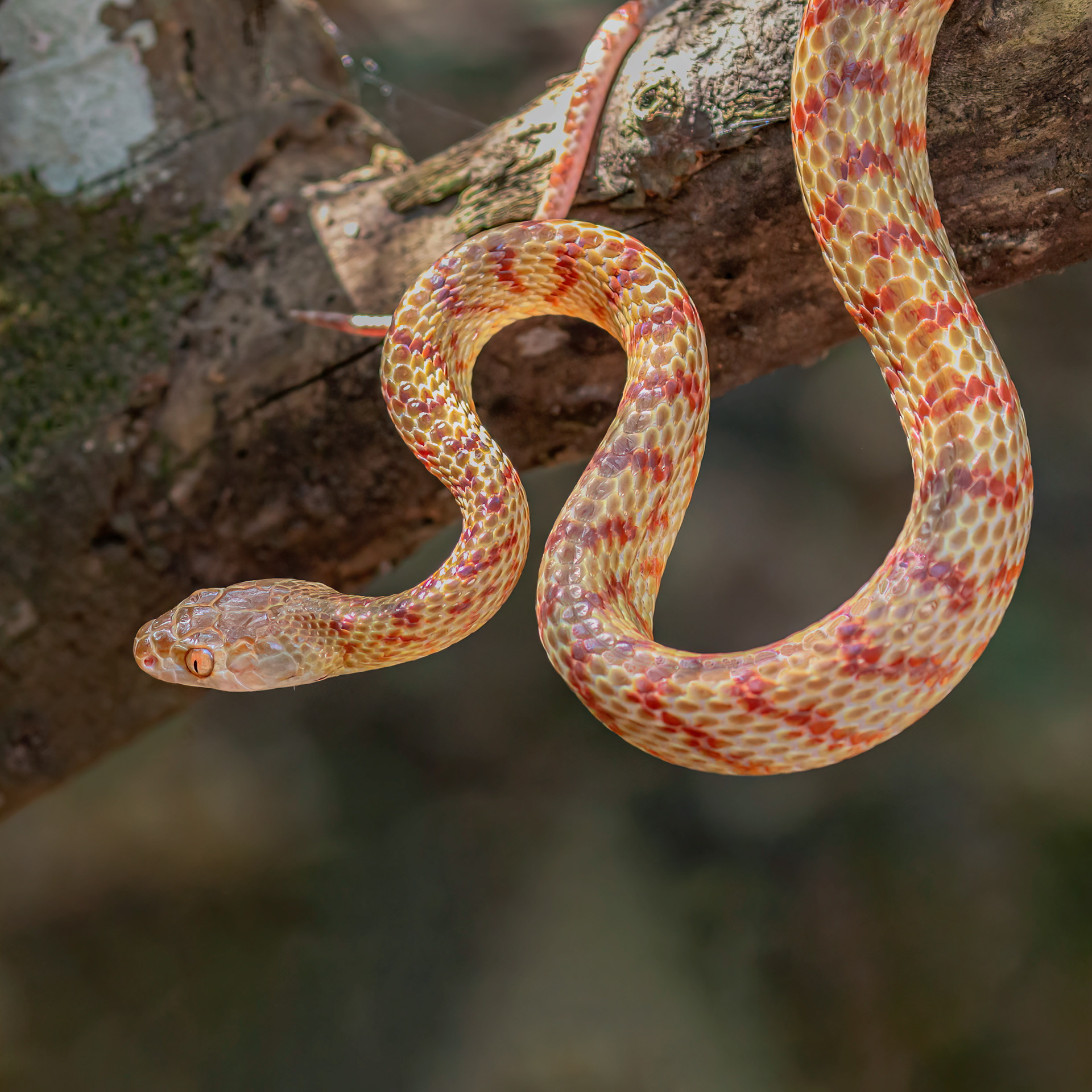 Night Tiger or Brown Tree Snake
