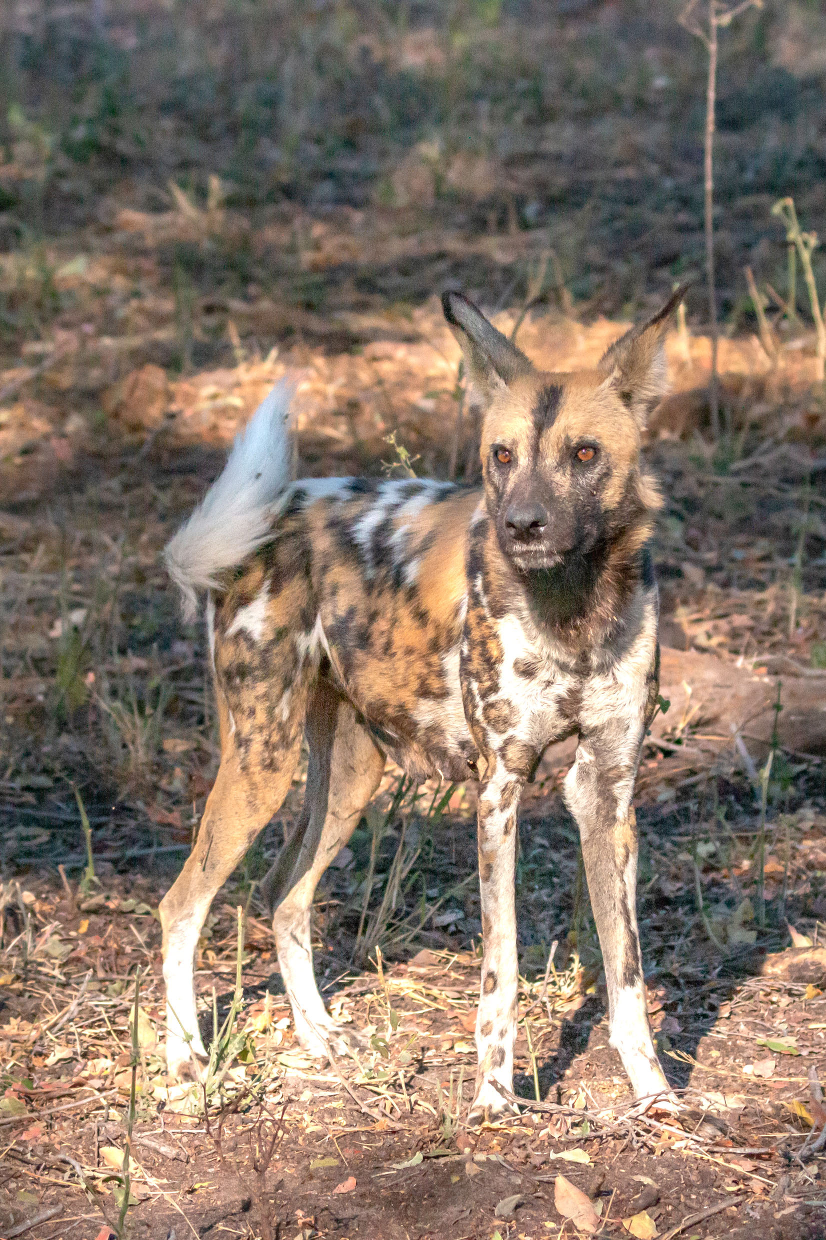 African Wild (Painted) Dog