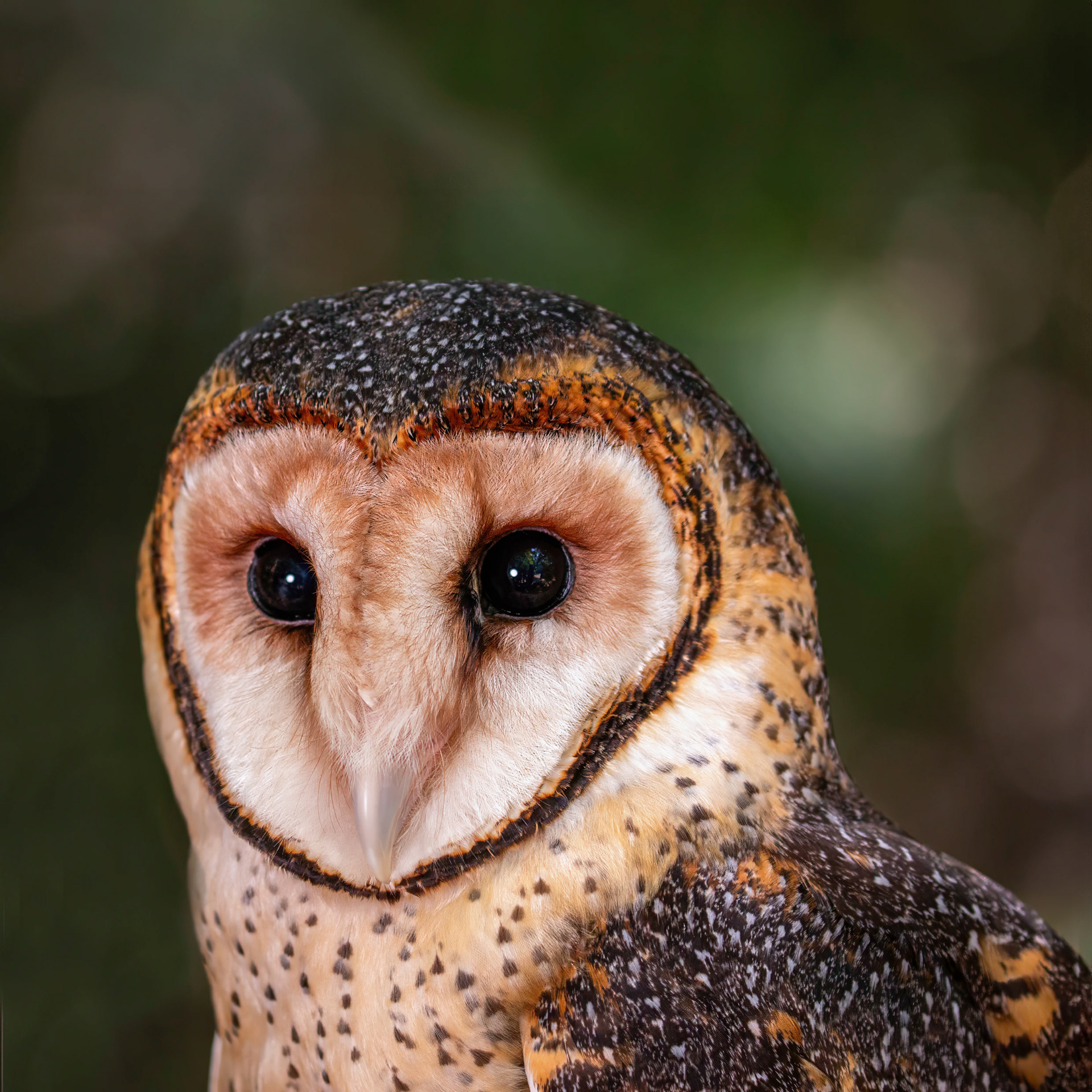 Masked Owl