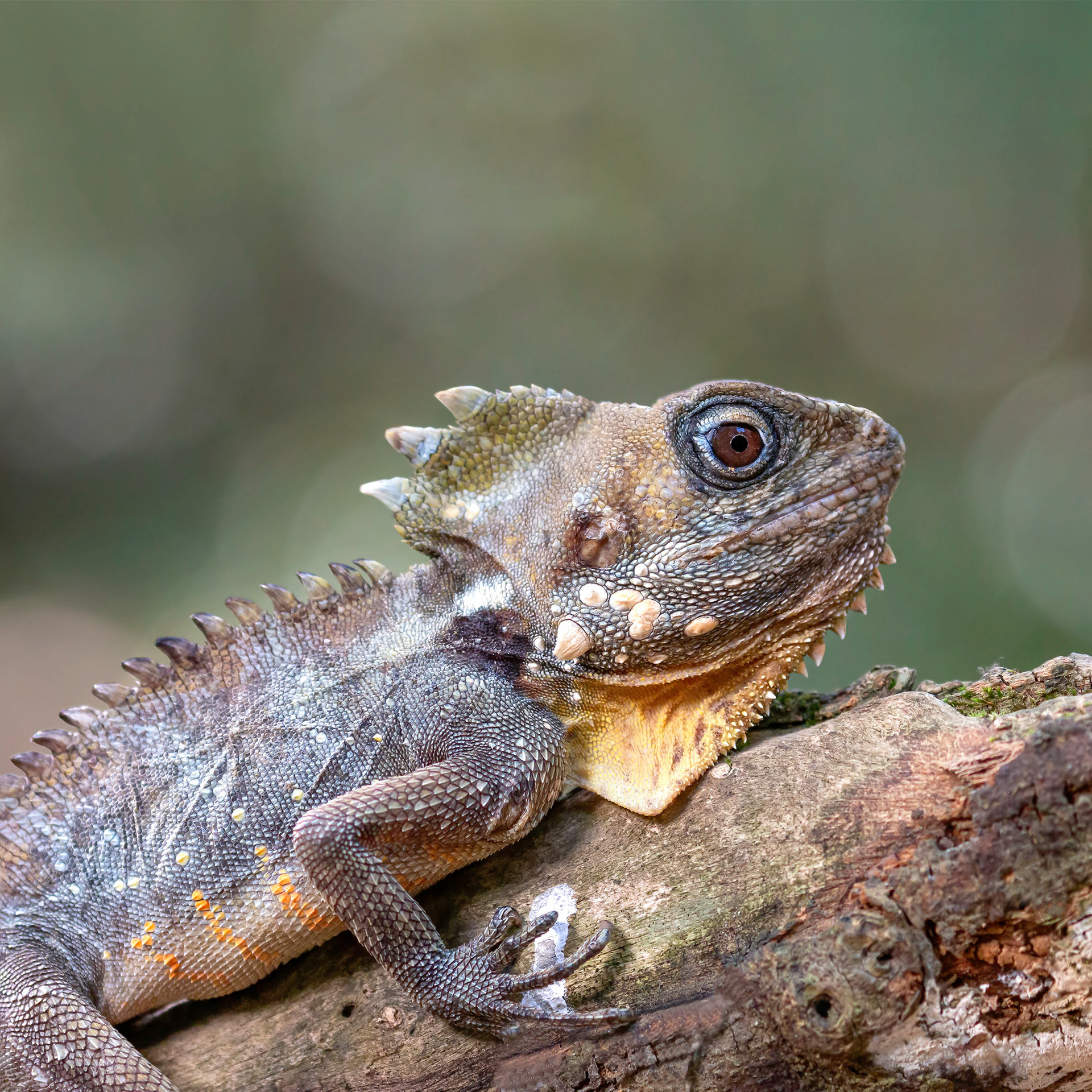 Boyd's Forest Dragon
