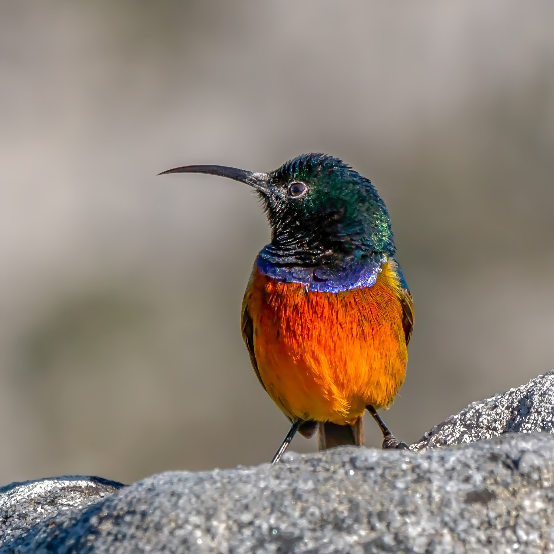 Orange Breasted Sunbird