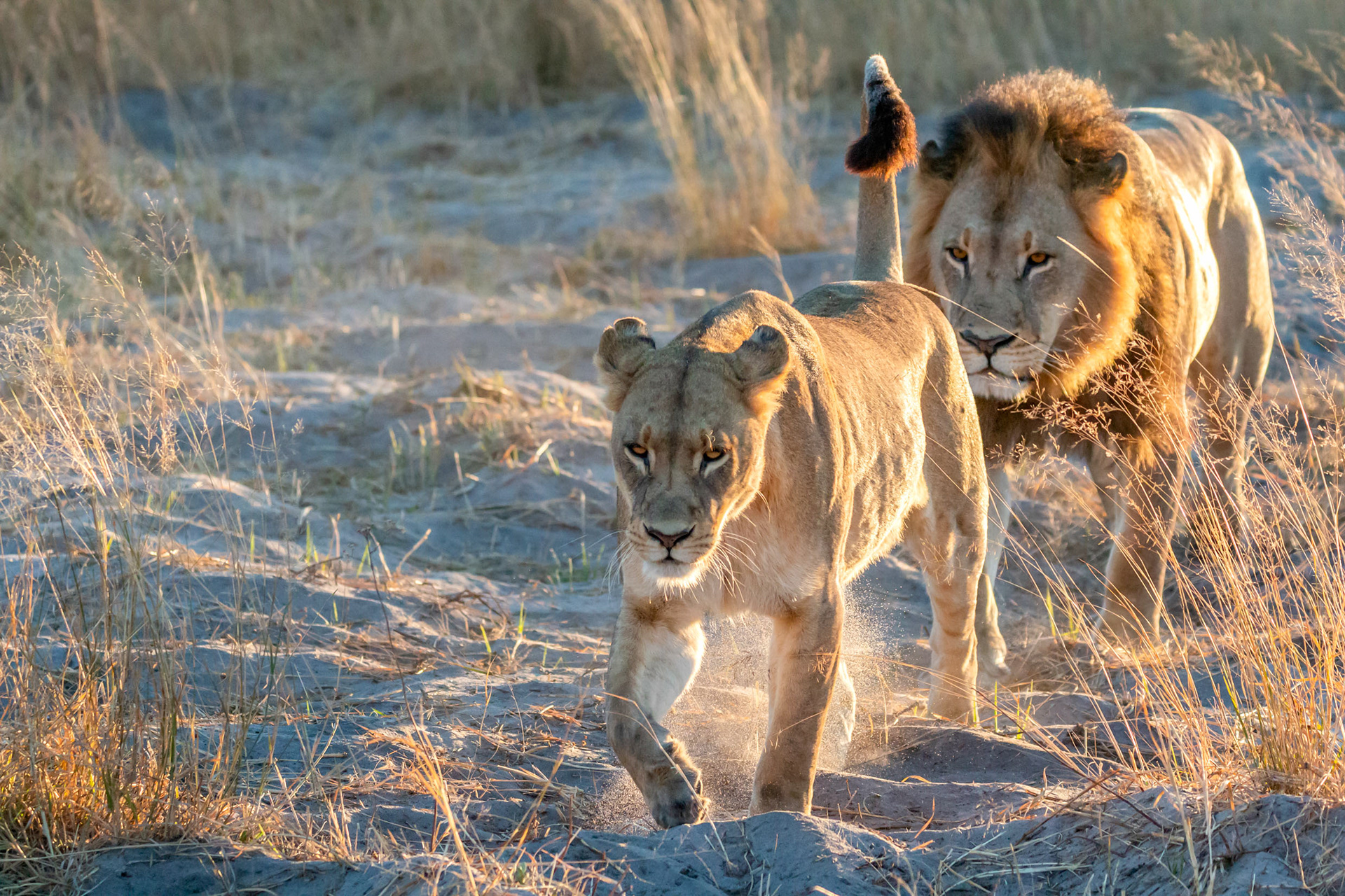 Lions