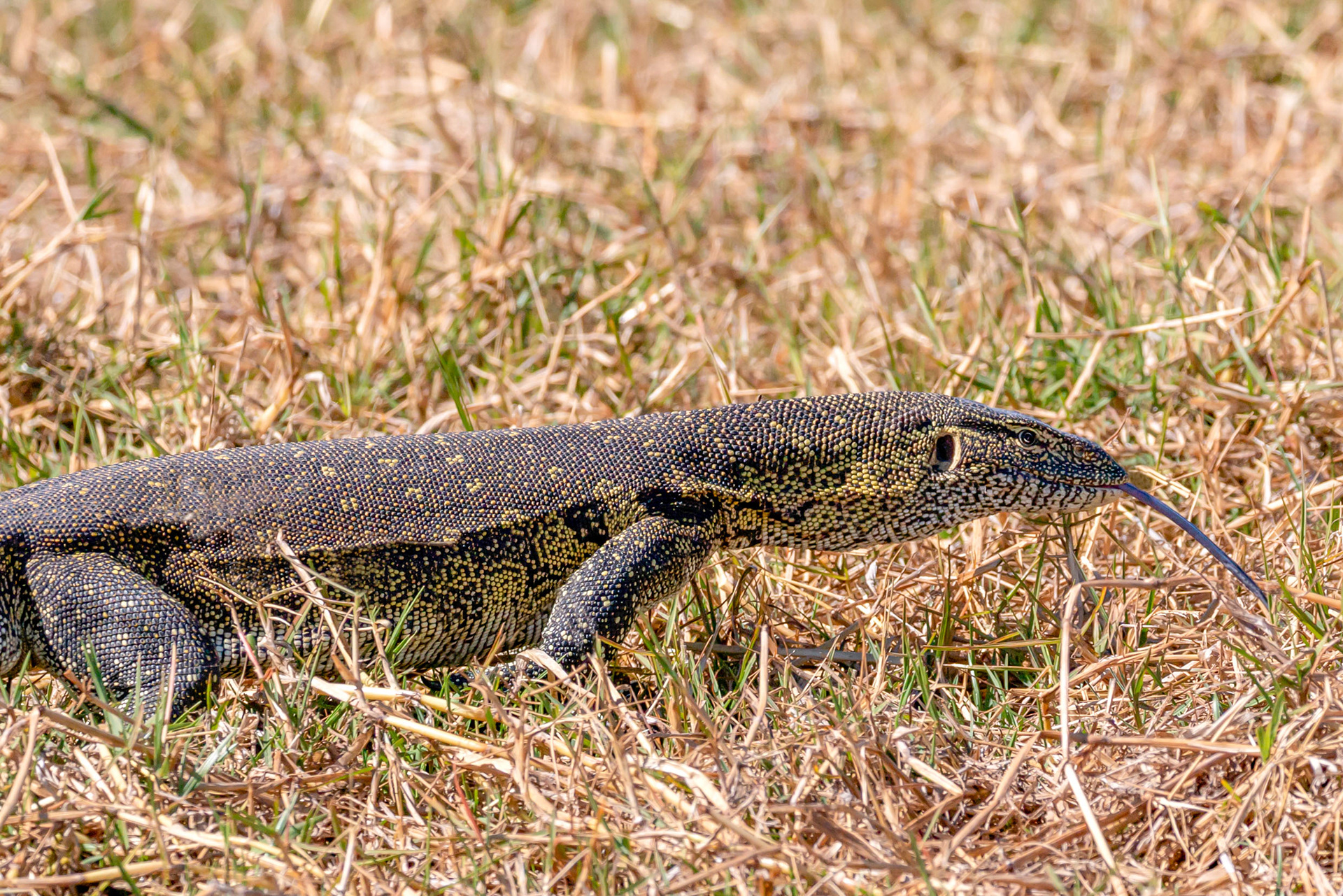 Water (Nile) Monitor