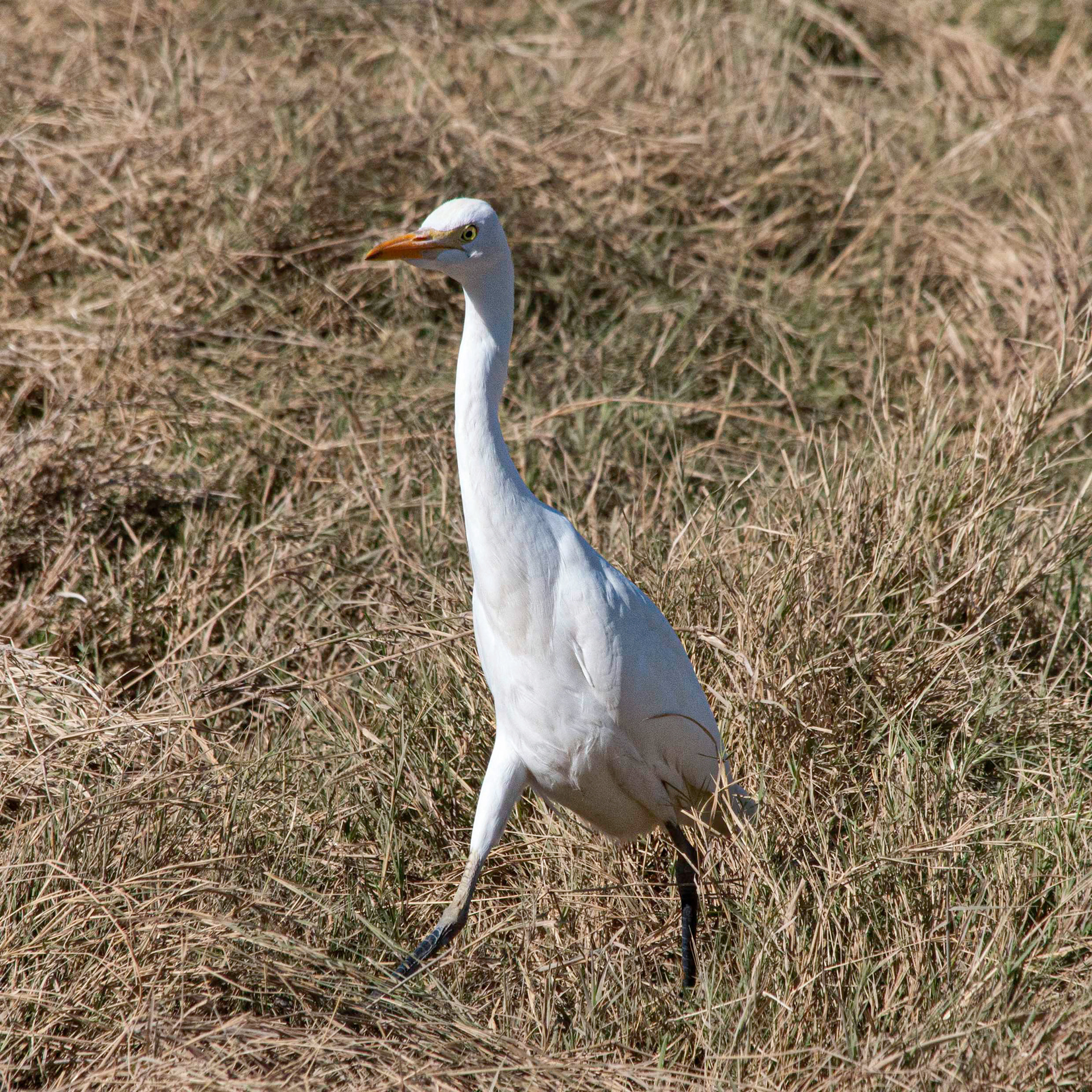 Intermediate Egret