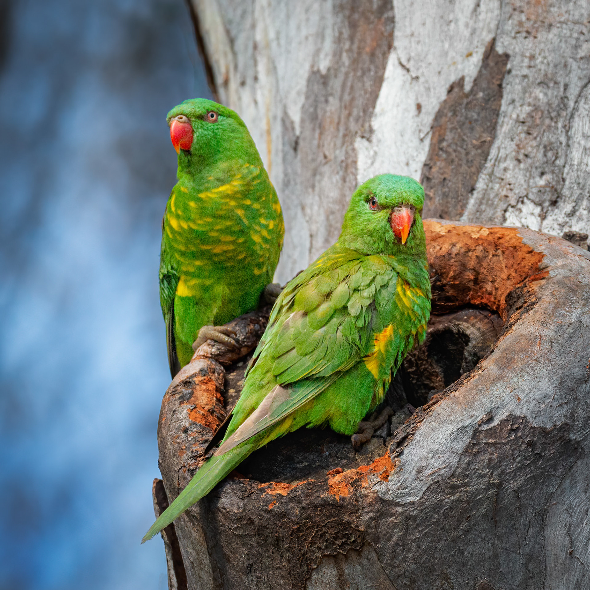 Scaly-breasted Lorikeets