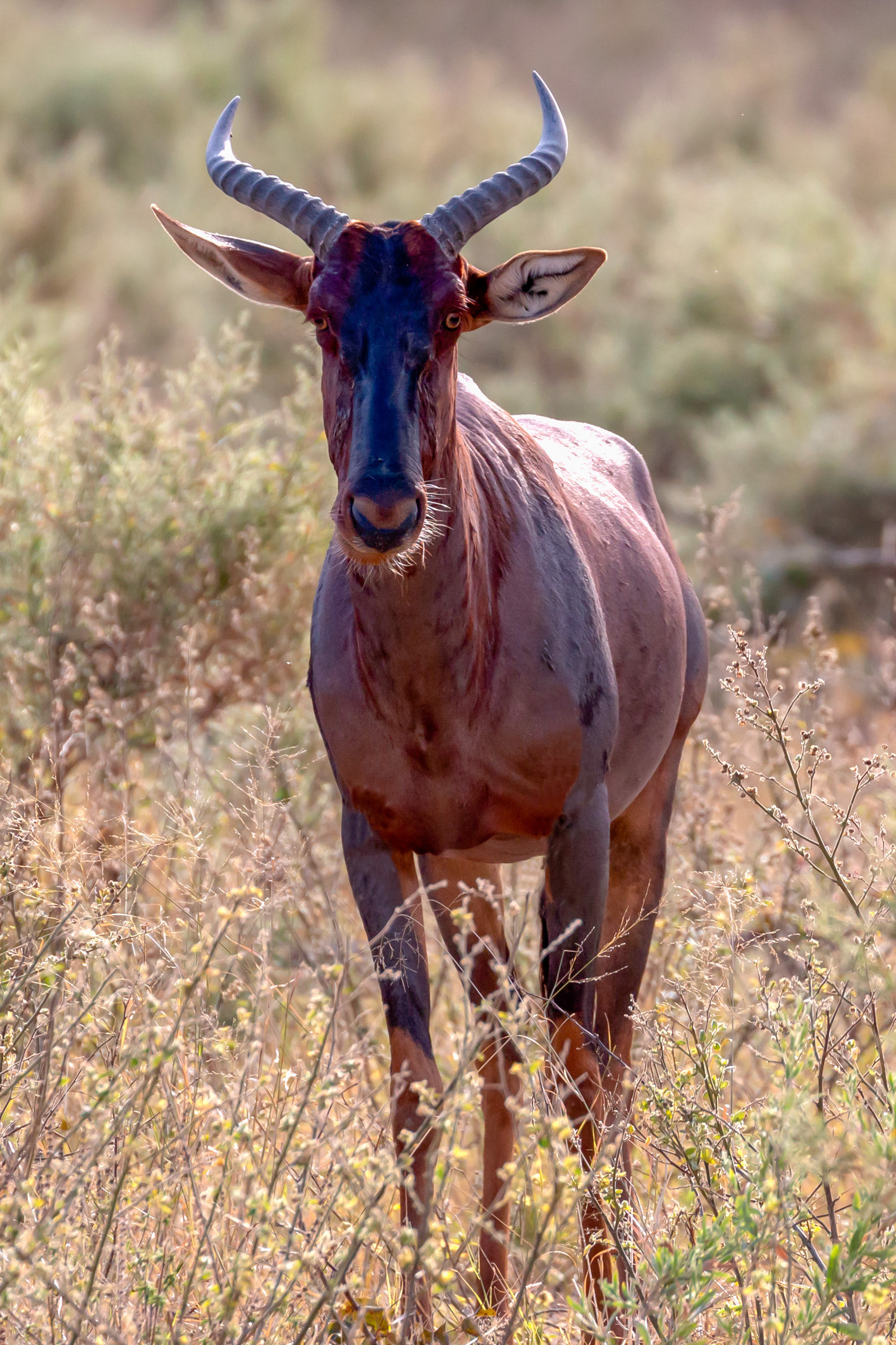 Tsessebe