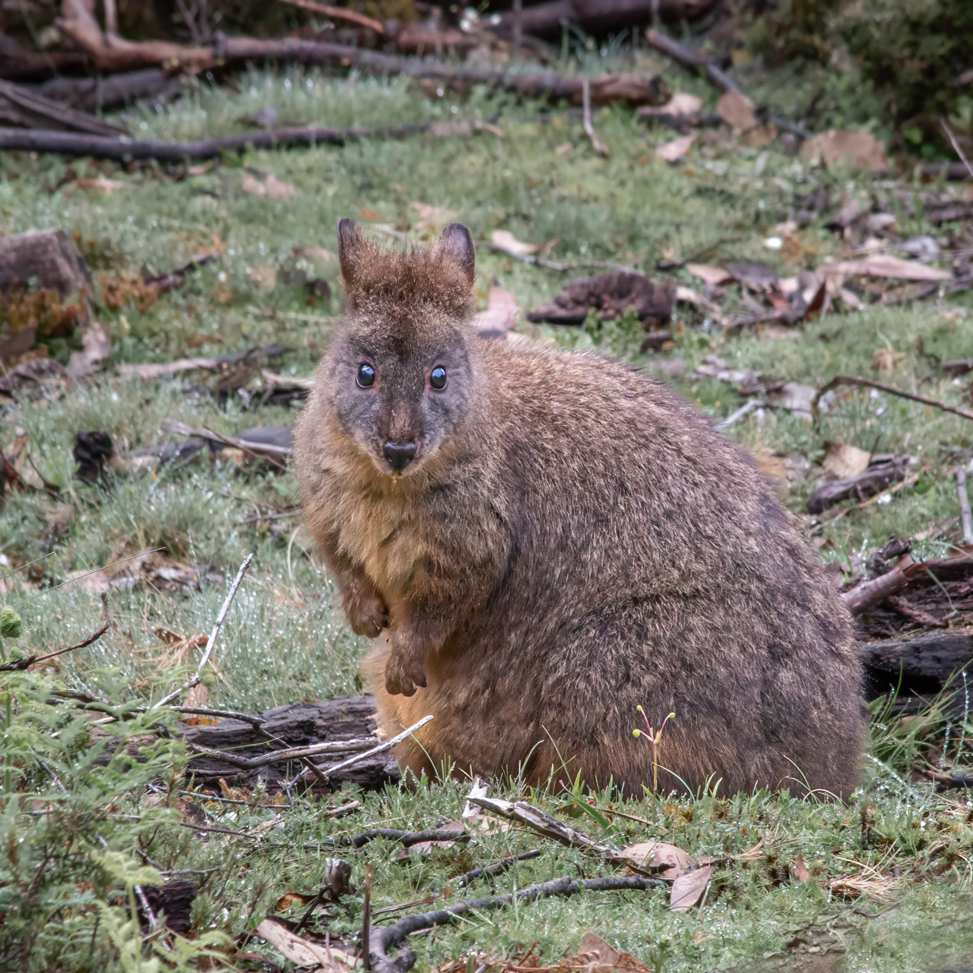 Tasmanian Pademelon