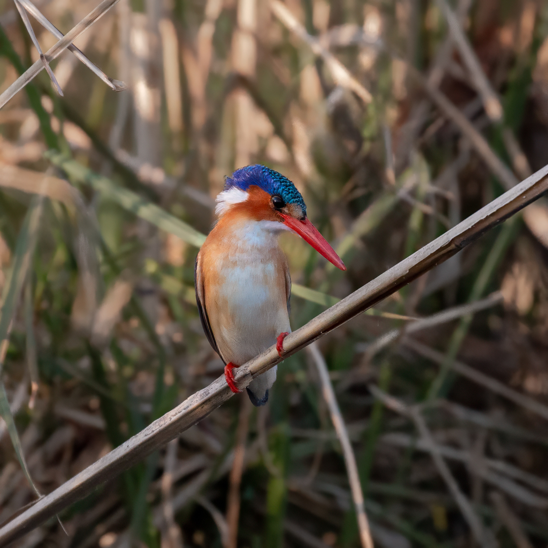 Malachite Kingfisher