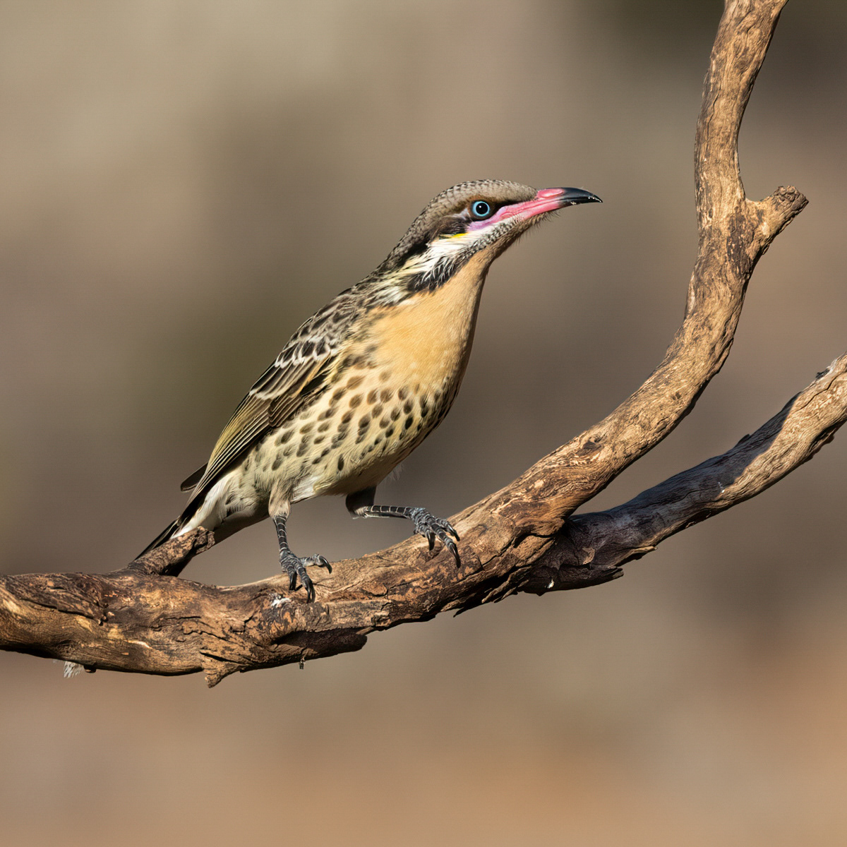Spiny-cheeked Honeyeater