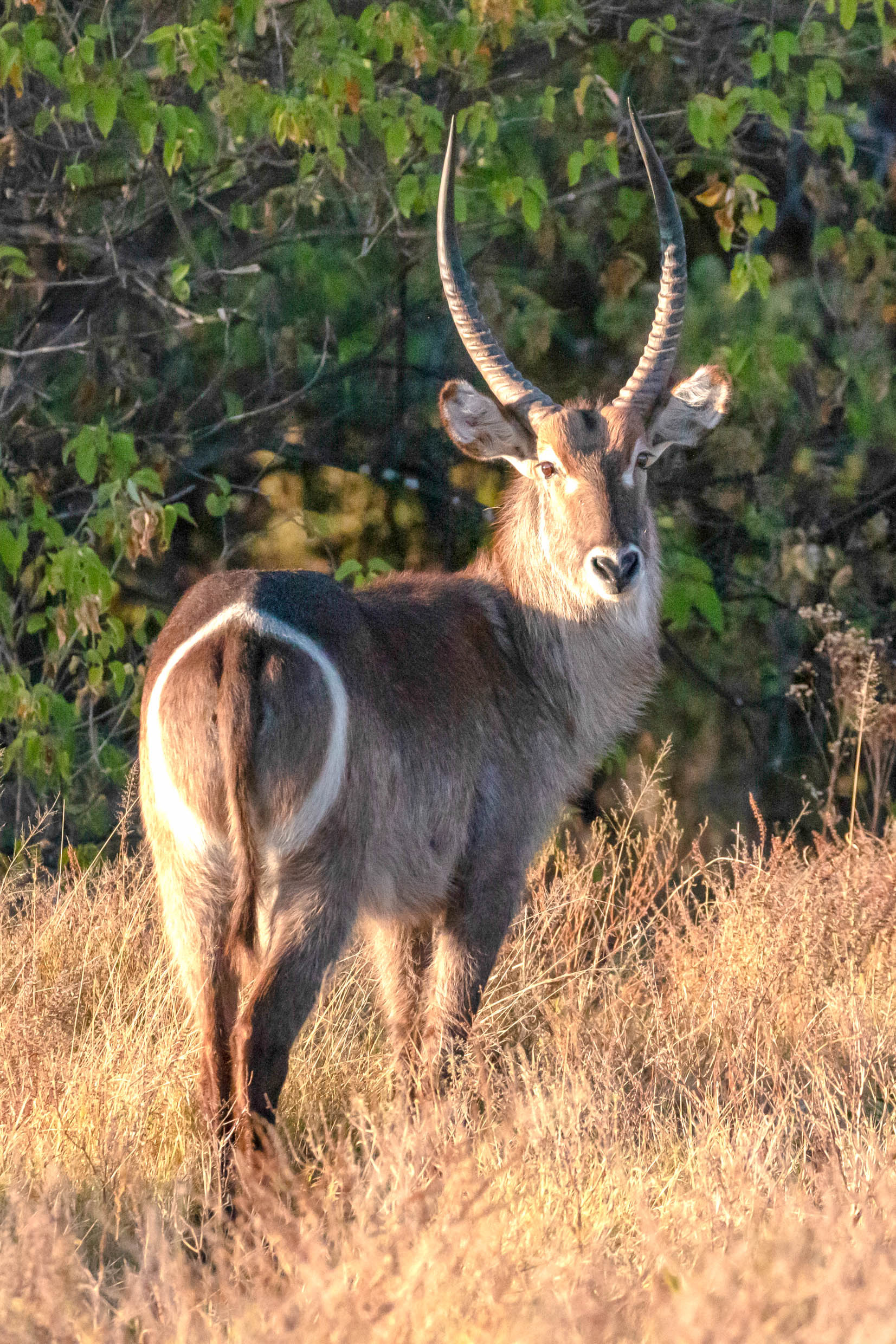 Waterbuck