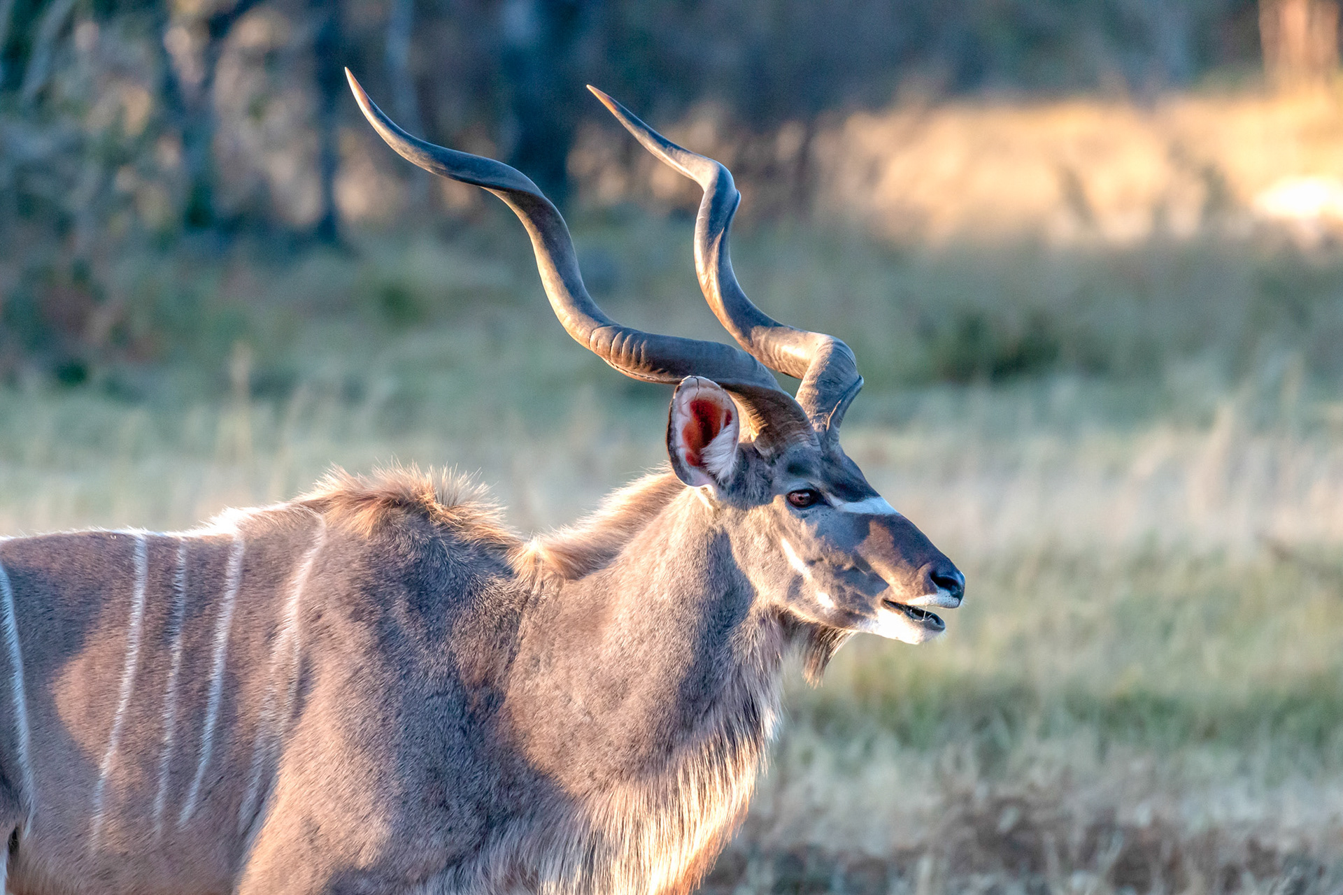Greater Kudu