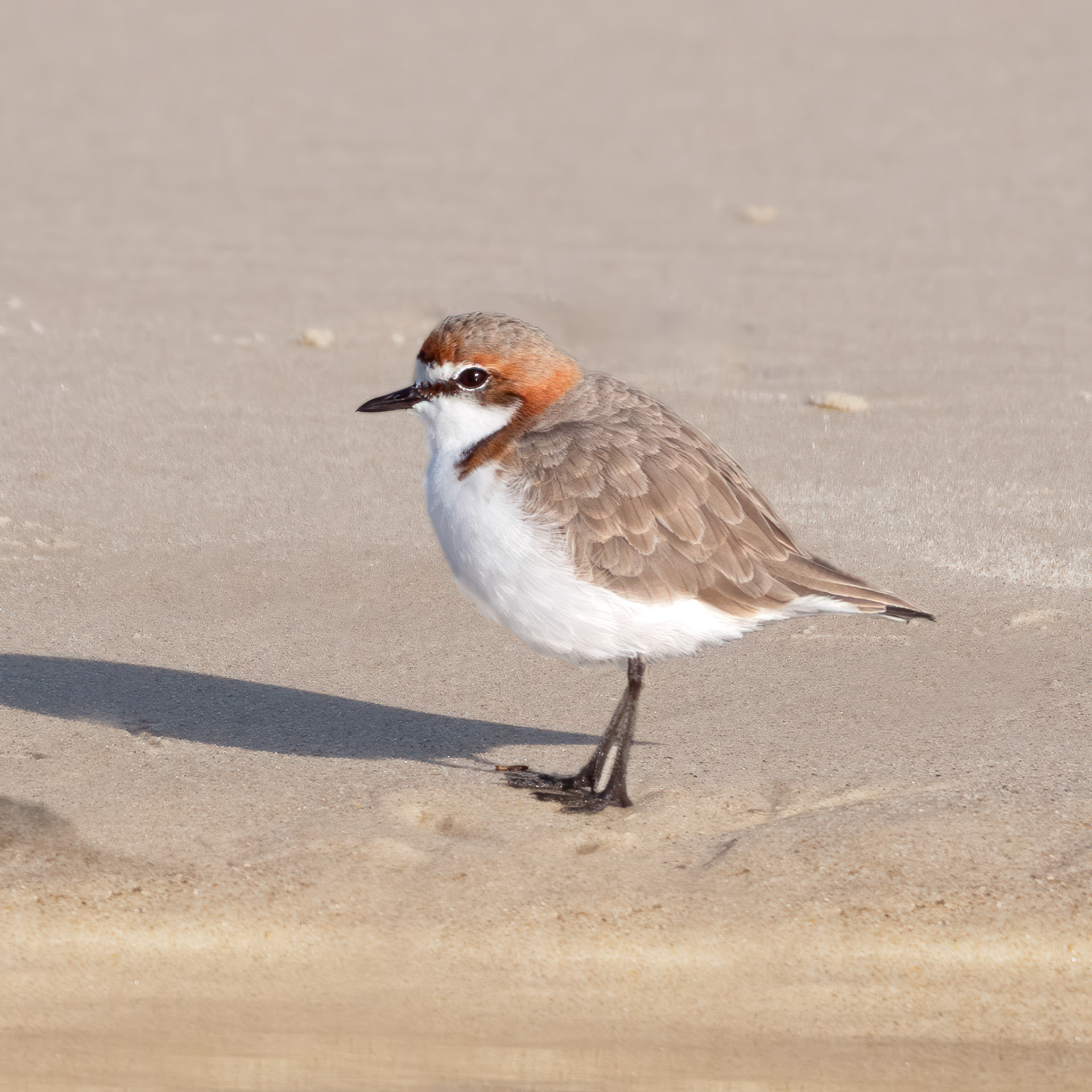 Red-capped Plover