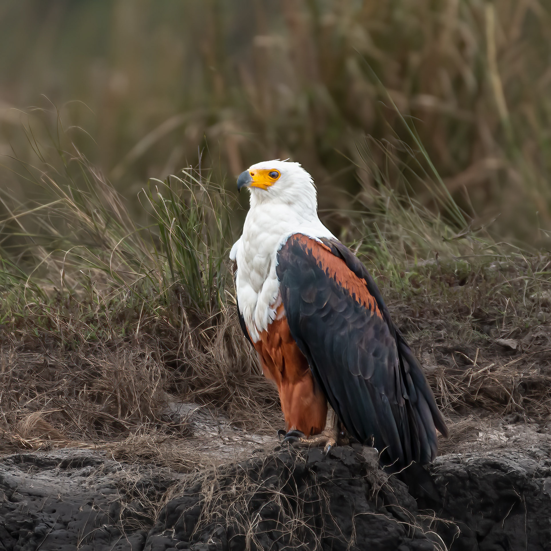 African Fish-eagle