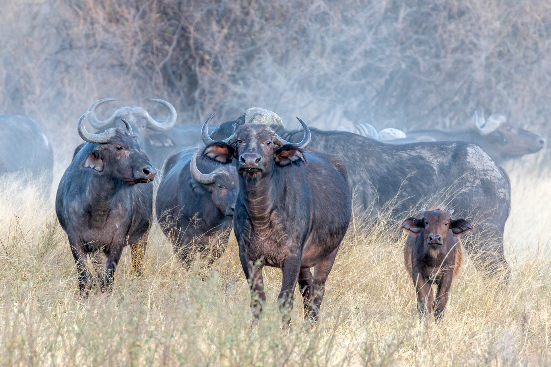 African Buffalo