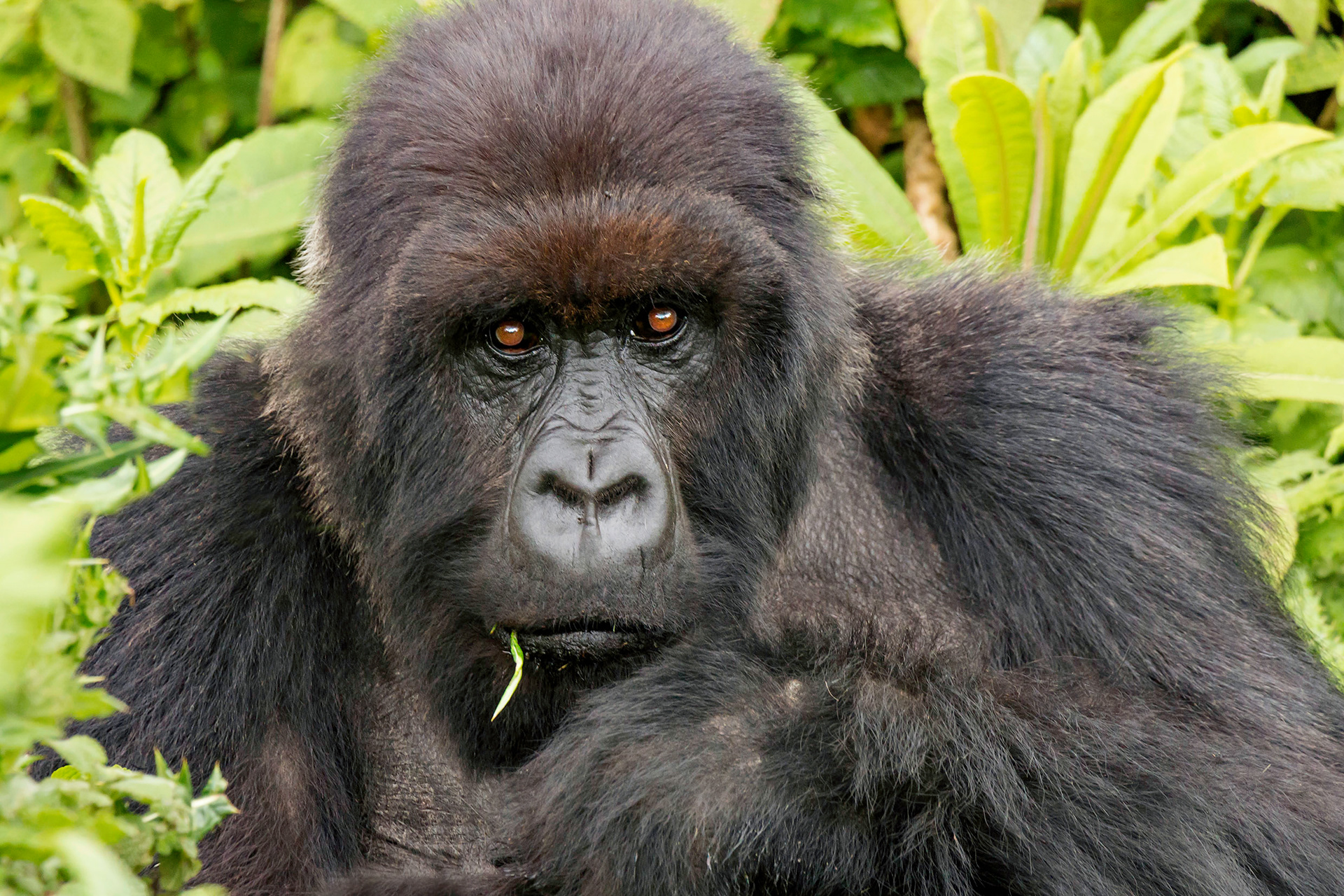 Mafunzo - the Silverback Mountain Gorilla