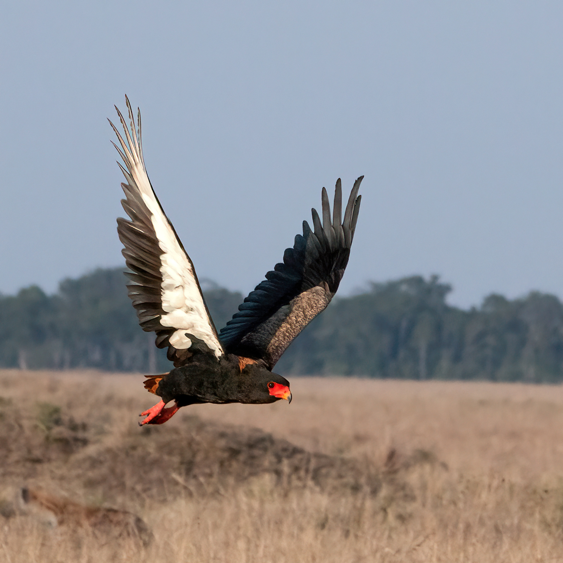 Bateleur
