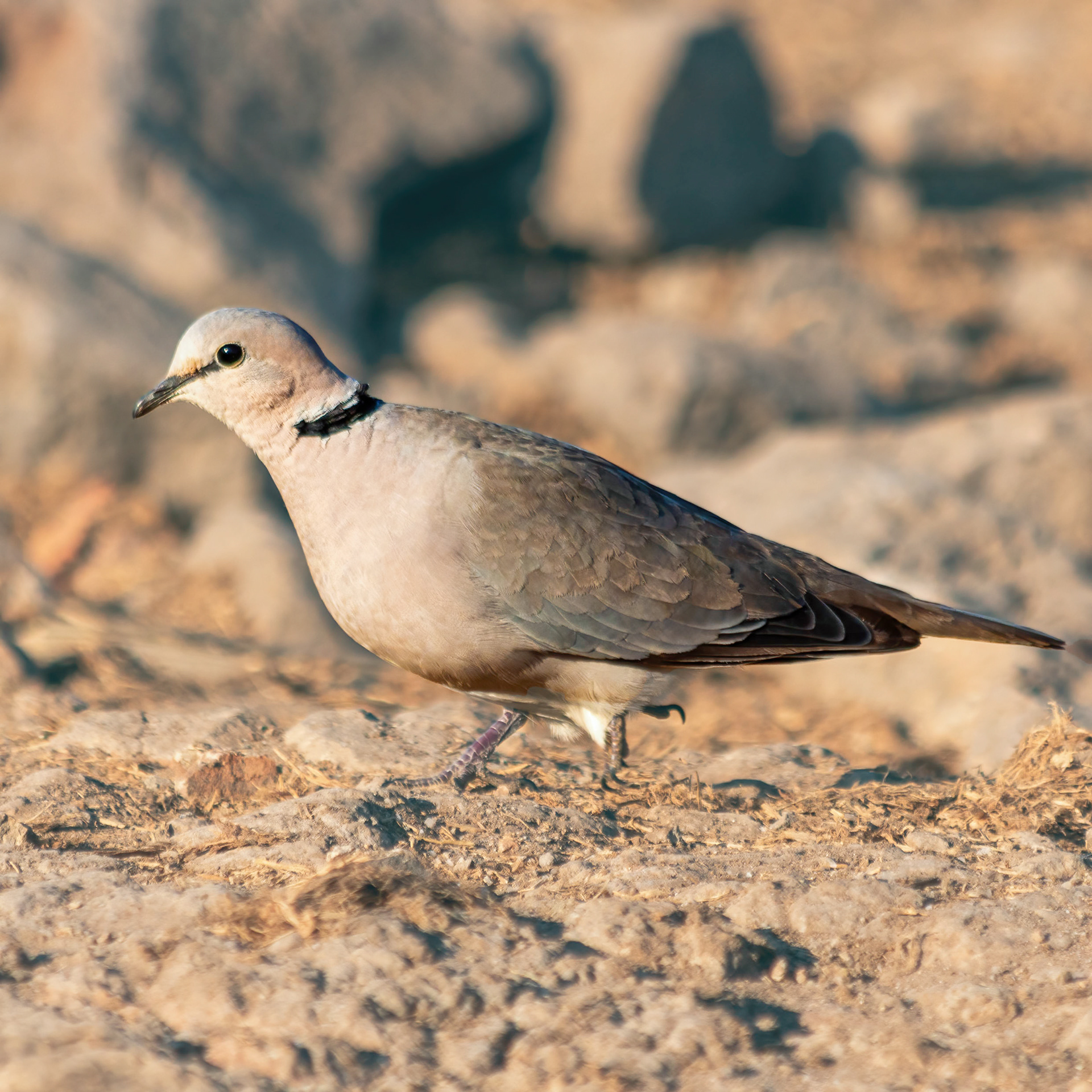 Cape Turtle Dove 