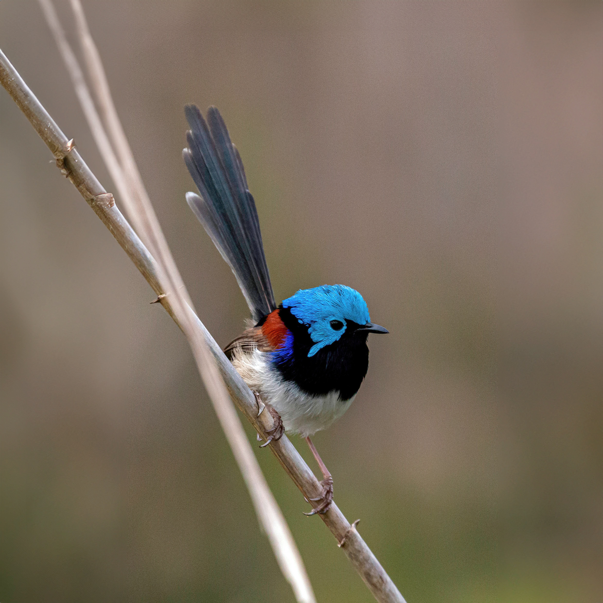 Variegated Fairy-wren